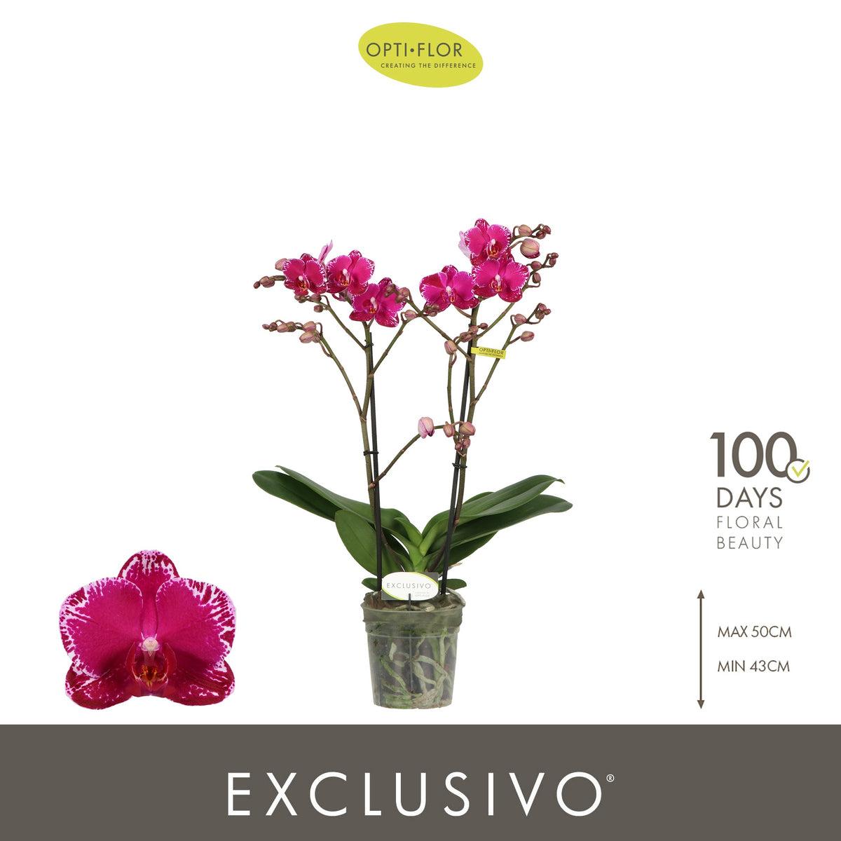 Phalaenopsis mf. Asian Violin 45cm 12cm Pot