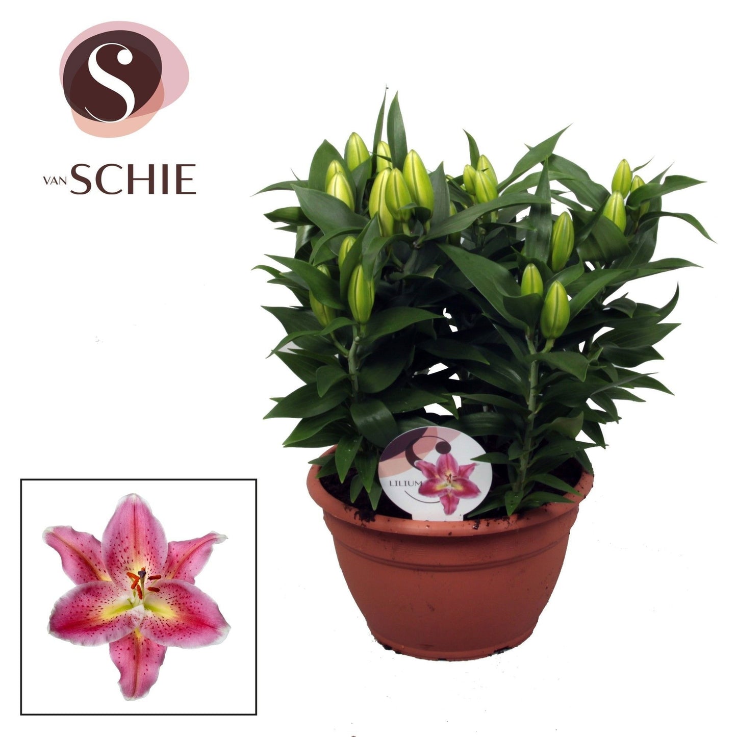 Lilium Reeleeze 45cm 25cm Pot