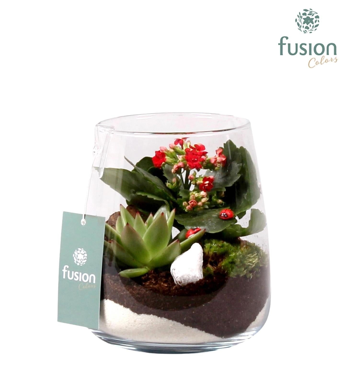 Fusioncolors BV Glas Alzada klein met arrangement 2pp en lieveheersbeestjes Pack of 6