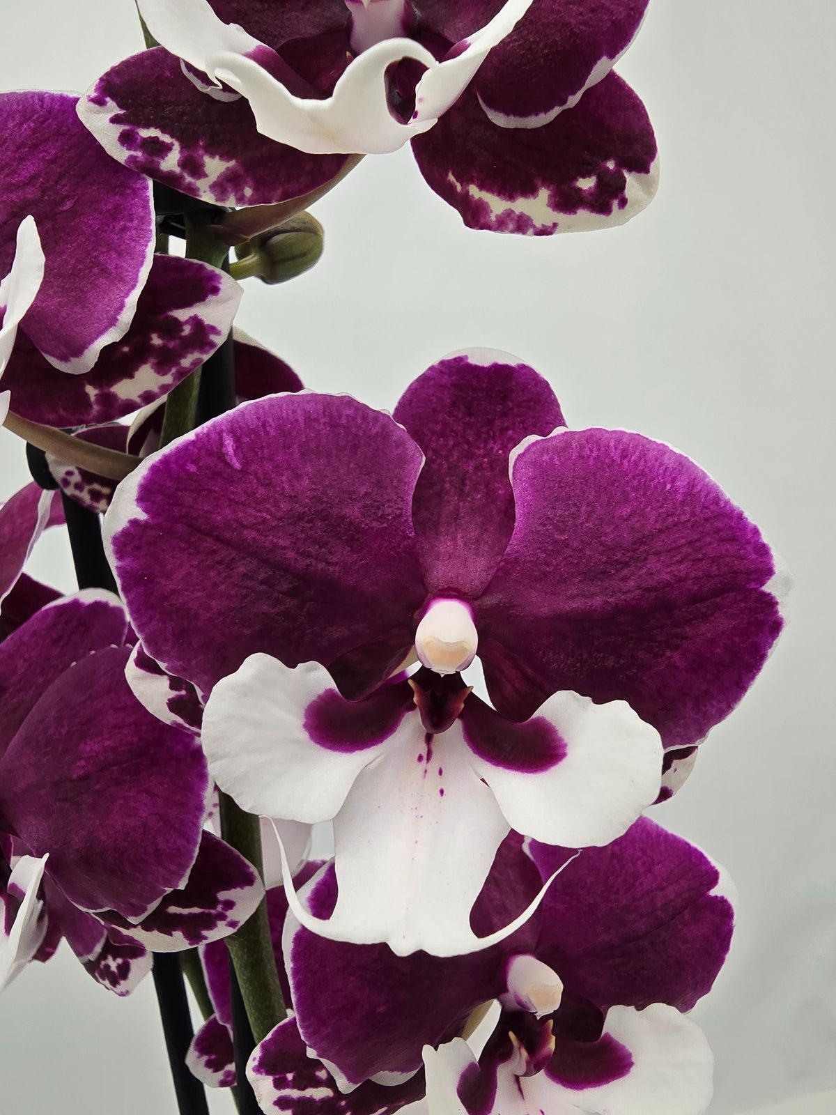 Phalaenopsis Hybrid 65cm 12cm Pot