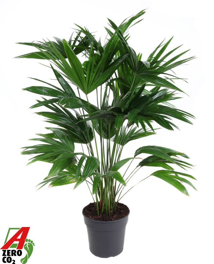 Livistona rotundifolia 140cm 30cm Pot