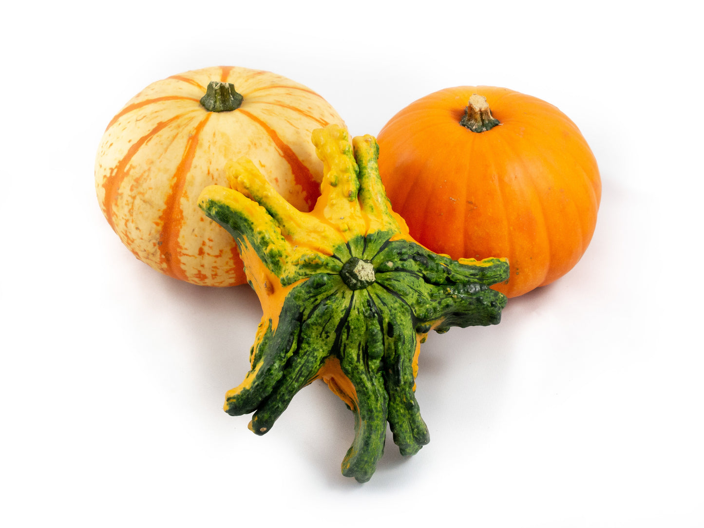 Cucurbita pumpkin mix 15cm 18cm Pot