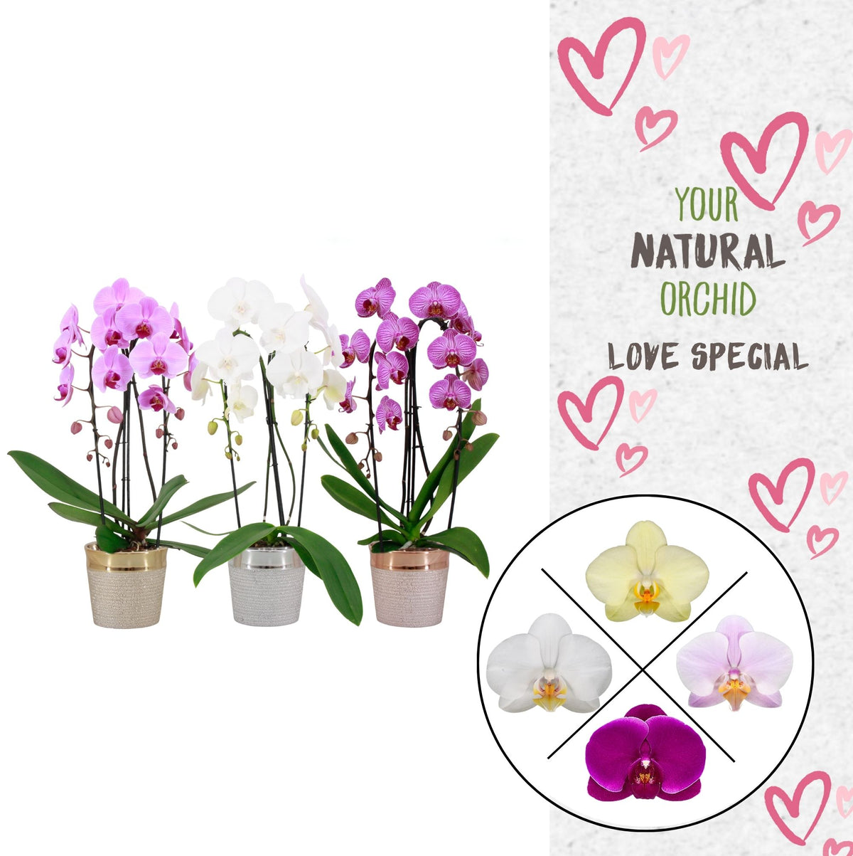 Phalaenopsis mix 45cm 12cm Pot