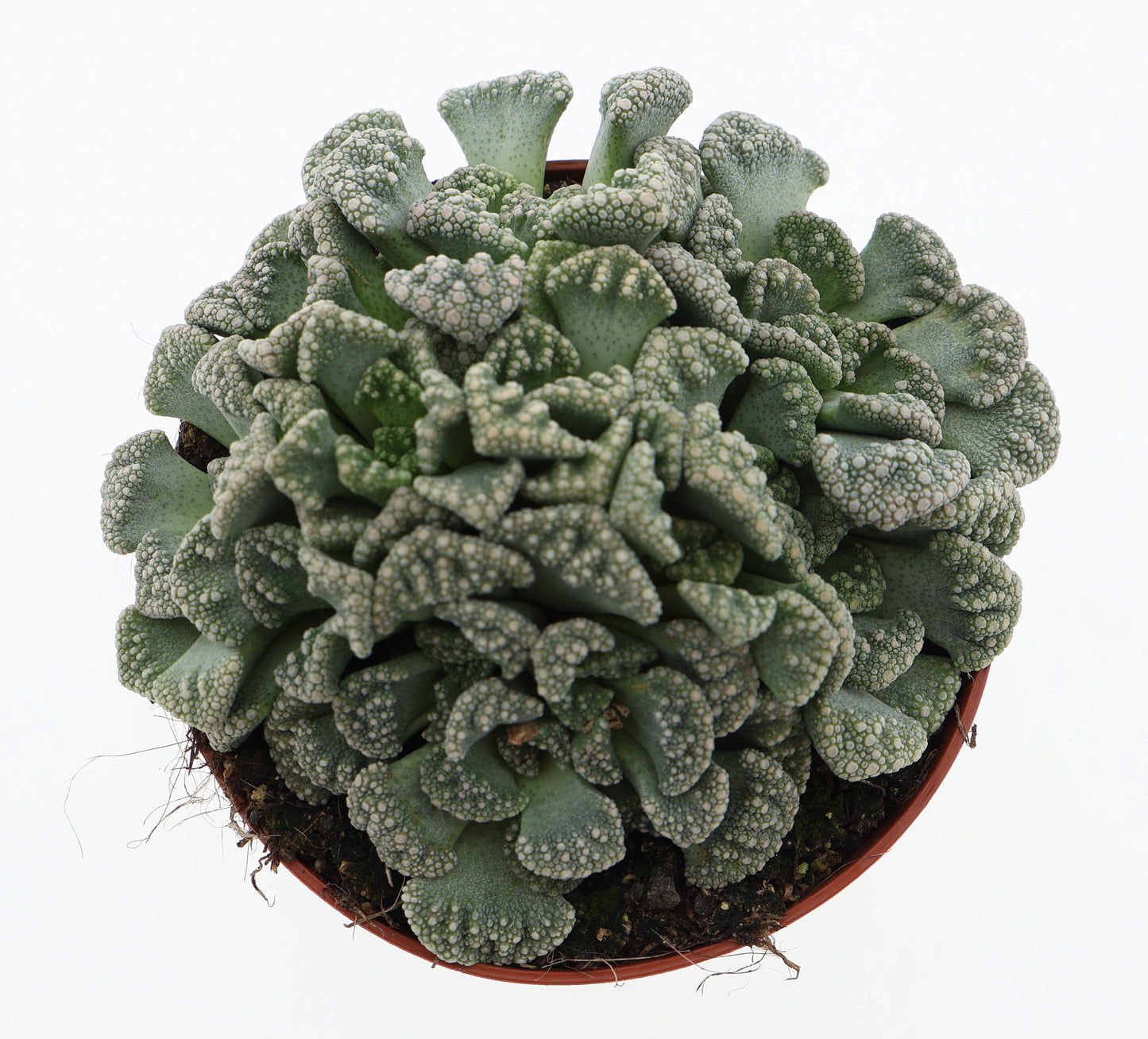 Euro Cactus Holland Bv Titanopsis calcarea Pack of 12