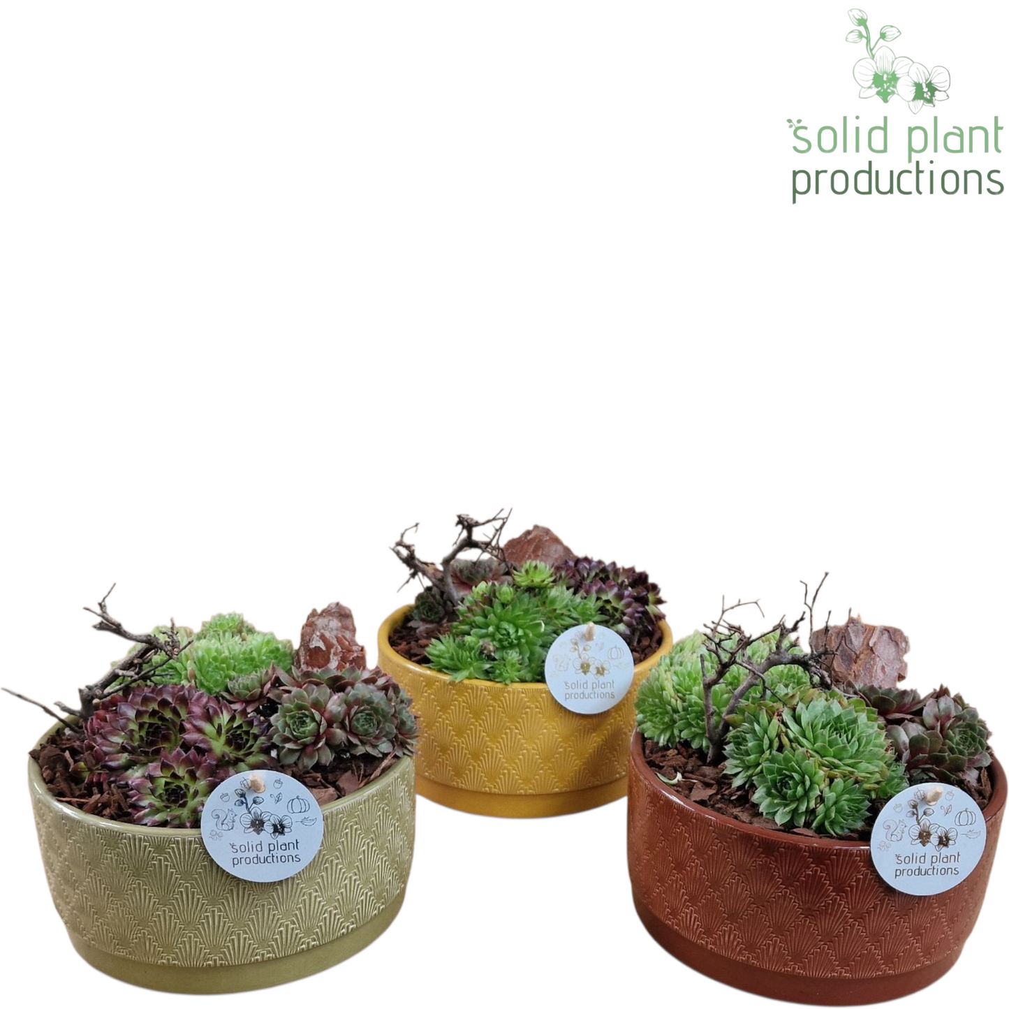 SMP002 Sarah Autumn Sempervivum 18cm 19cm Pot