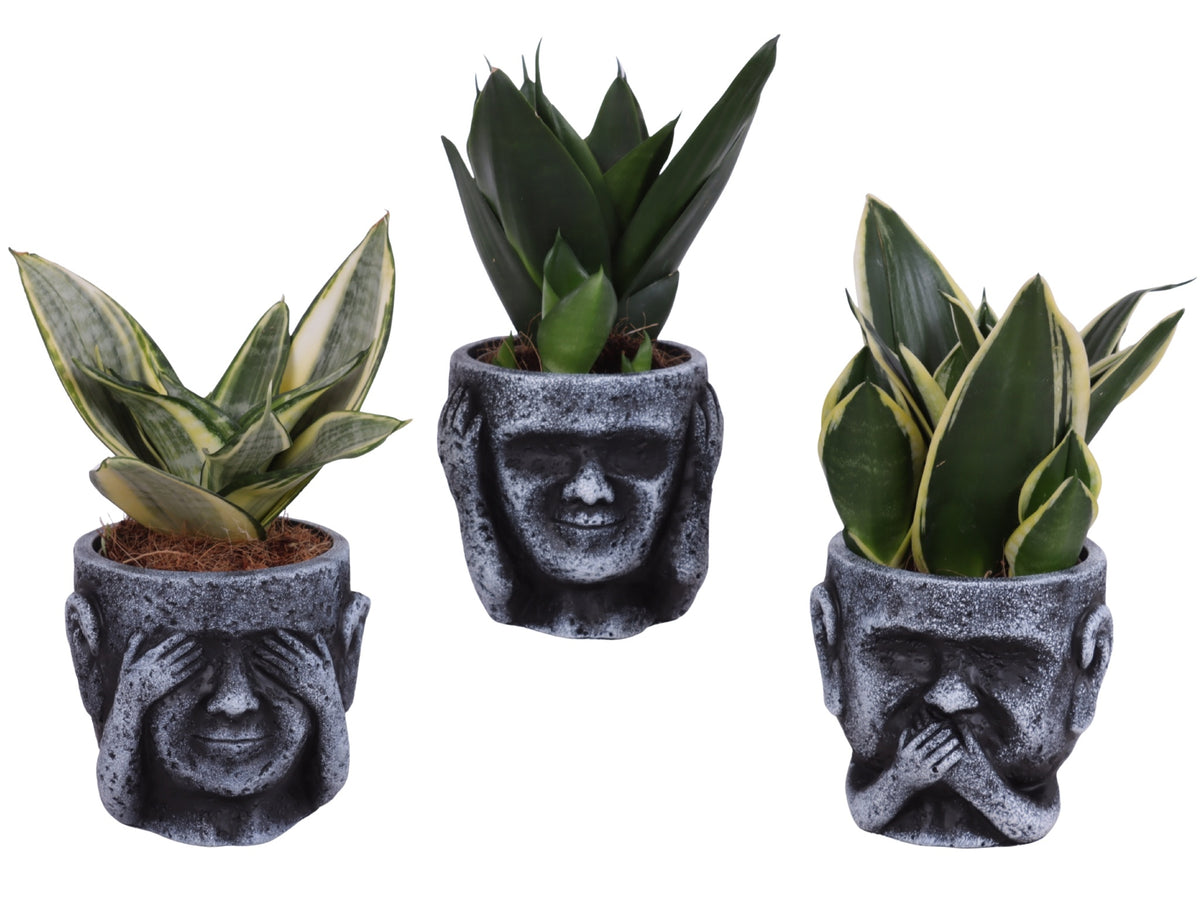 Sansevieria trifasciata 25cm 12cm Pot