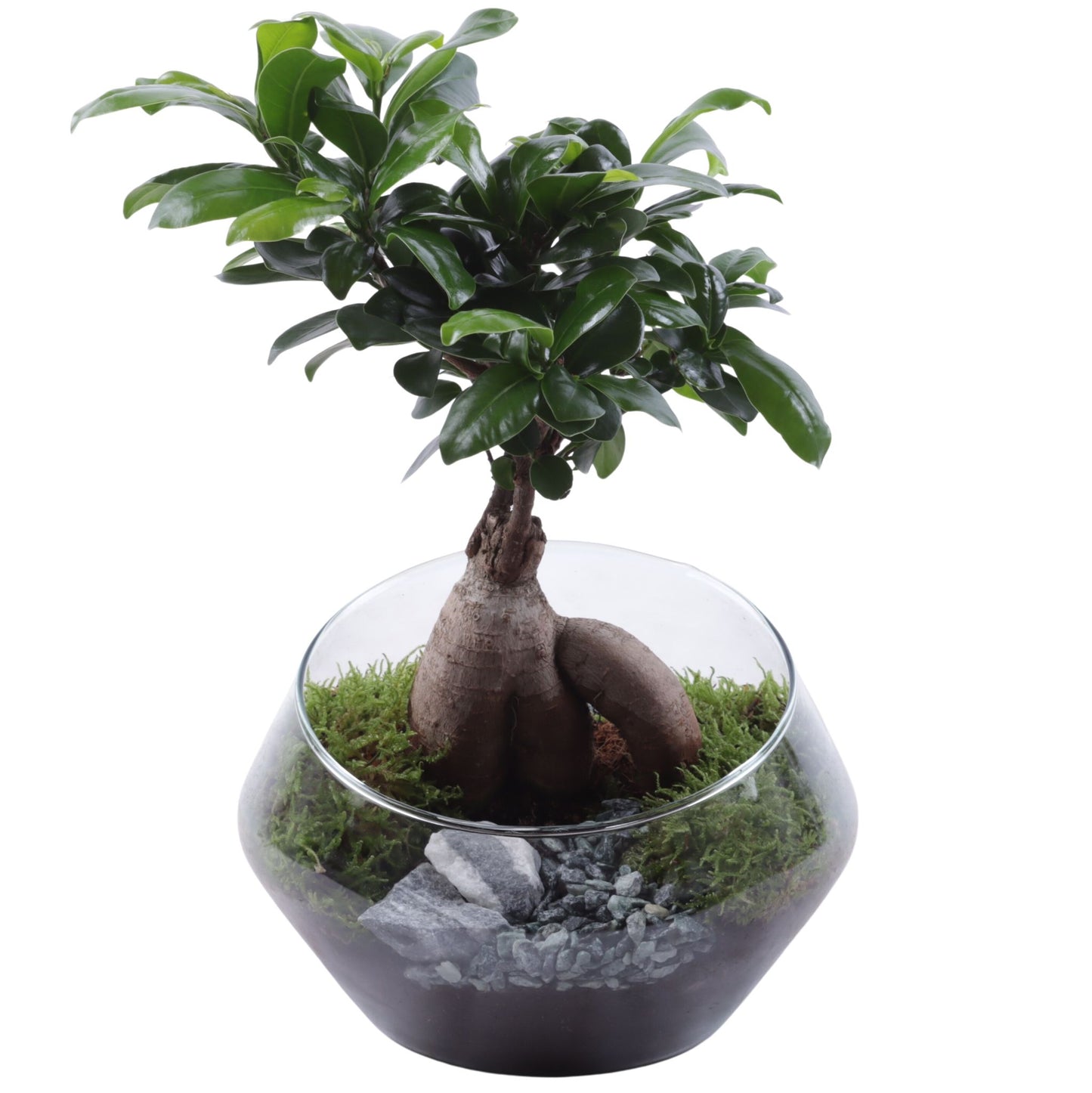 Ficus Ginseng 30cm 20cm Pot