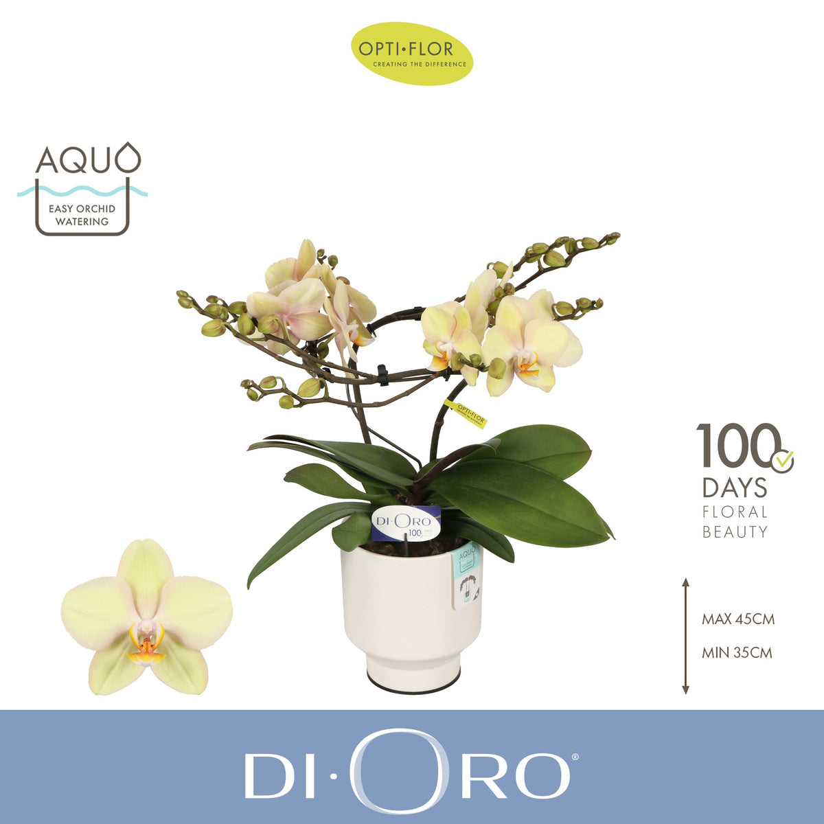 Phalaenopsis yellow 50cm 12cm Pot