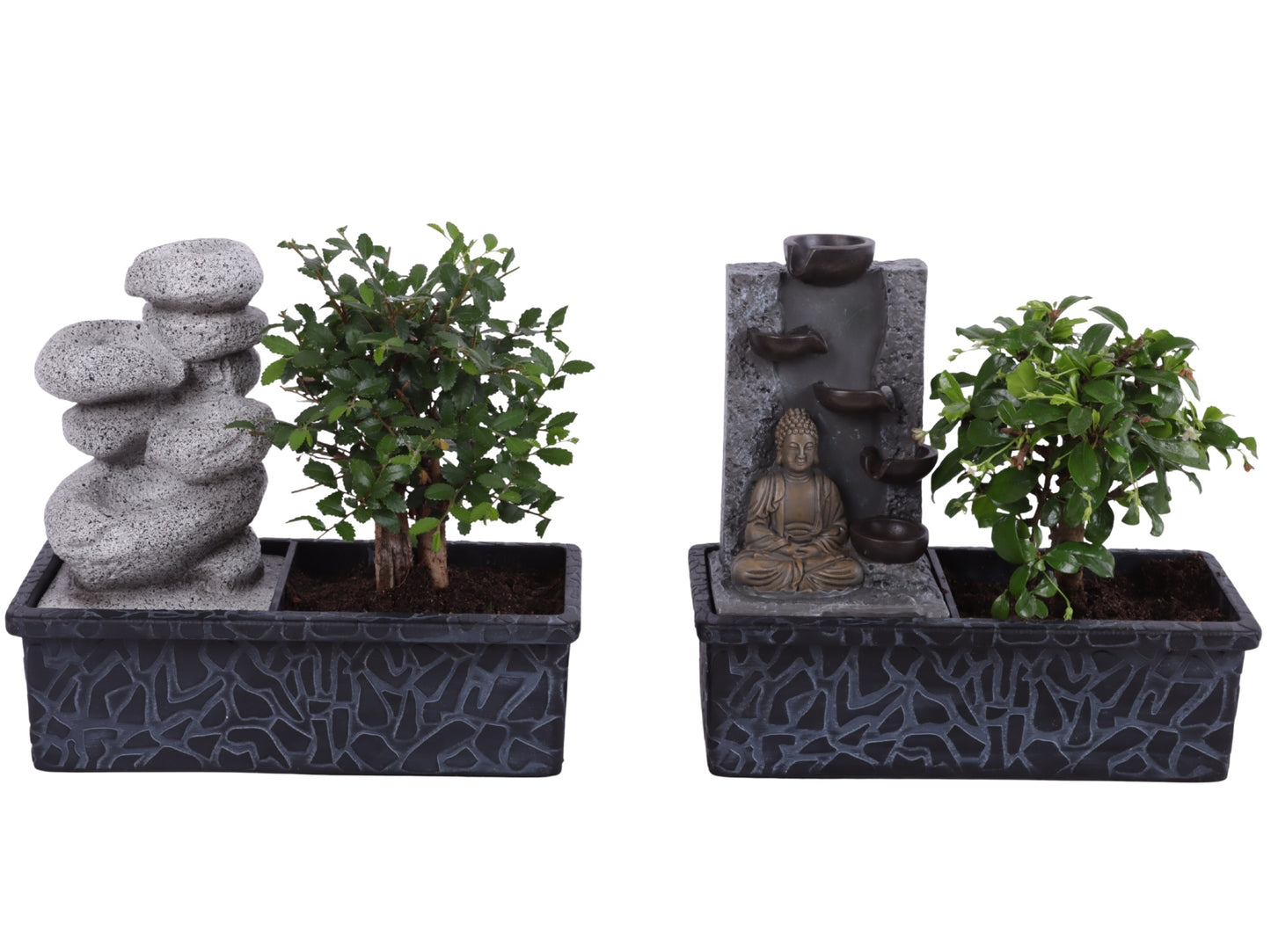 Bonsai mix 25cm 22cm Pot