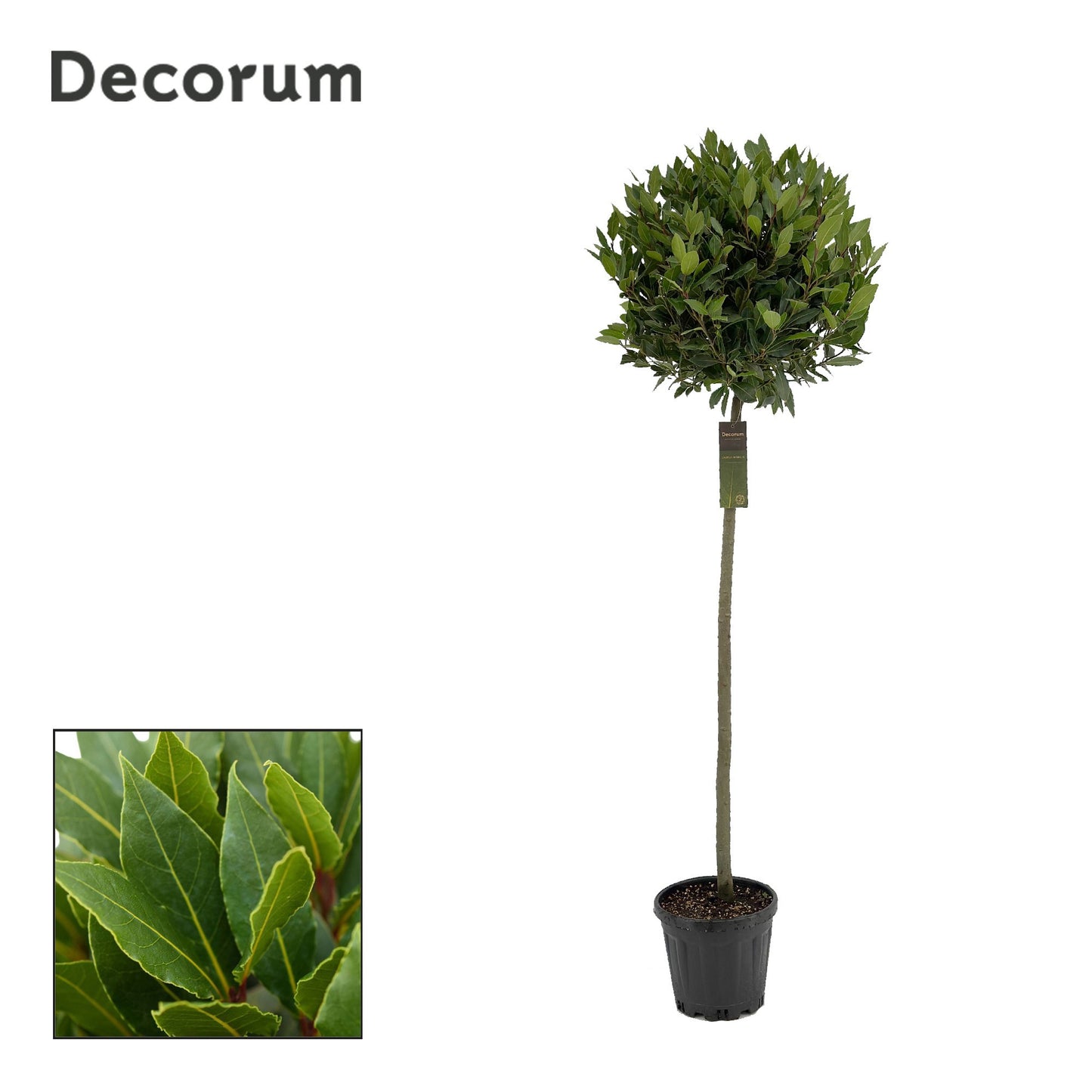 Laurus nobilis 180cm 25cm Pot