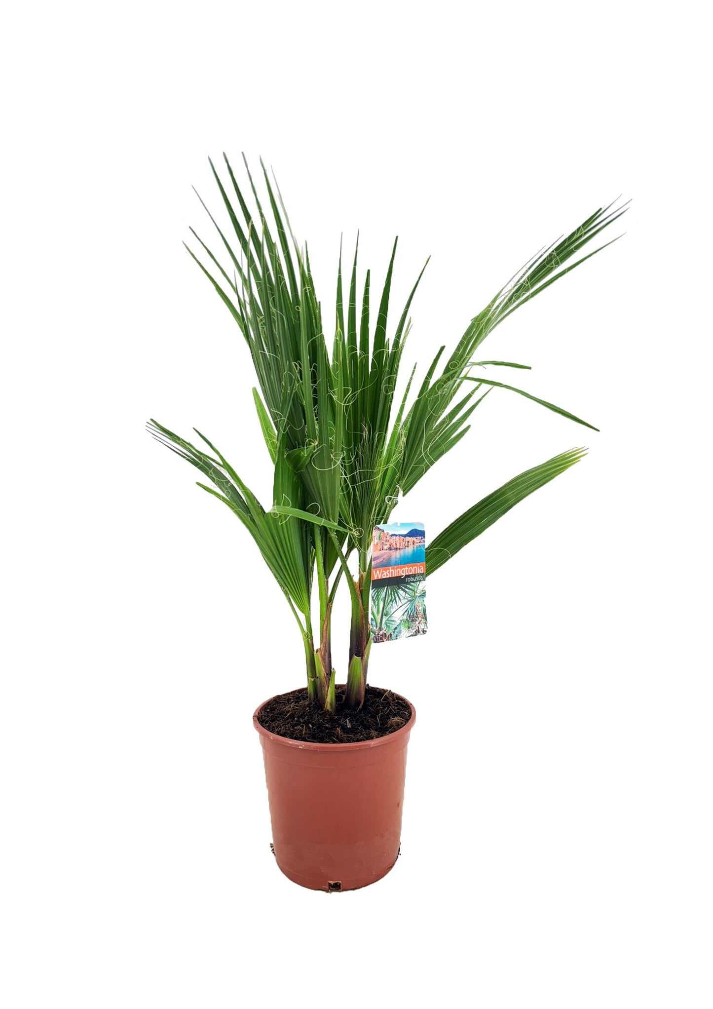 Washingtonia robusta 130cm 21cm Pot