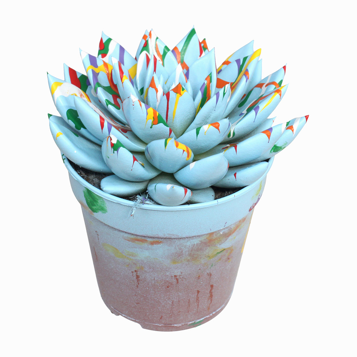 Echeveria colored Splash pastel blue 15cm 12cm Pot