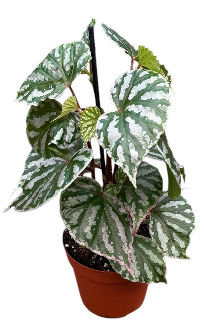 Begonia Cottage Bright Red 30cm 14cm Pot