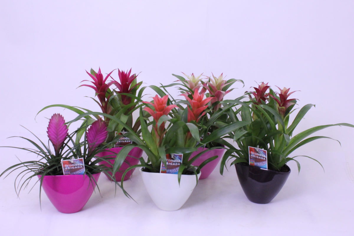 Bromelia mix 40cm 16cm Pot
