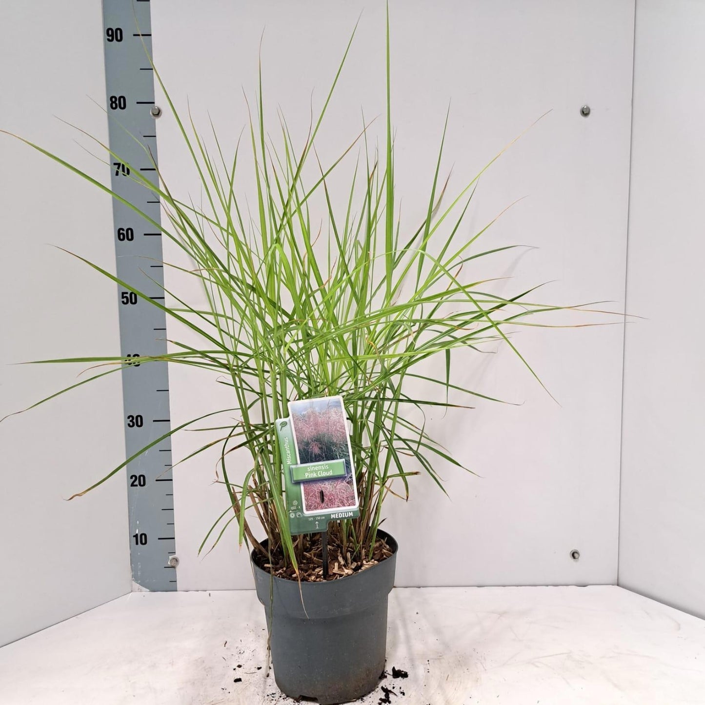 Miscanthus sinensis 75cm 19cm Pot