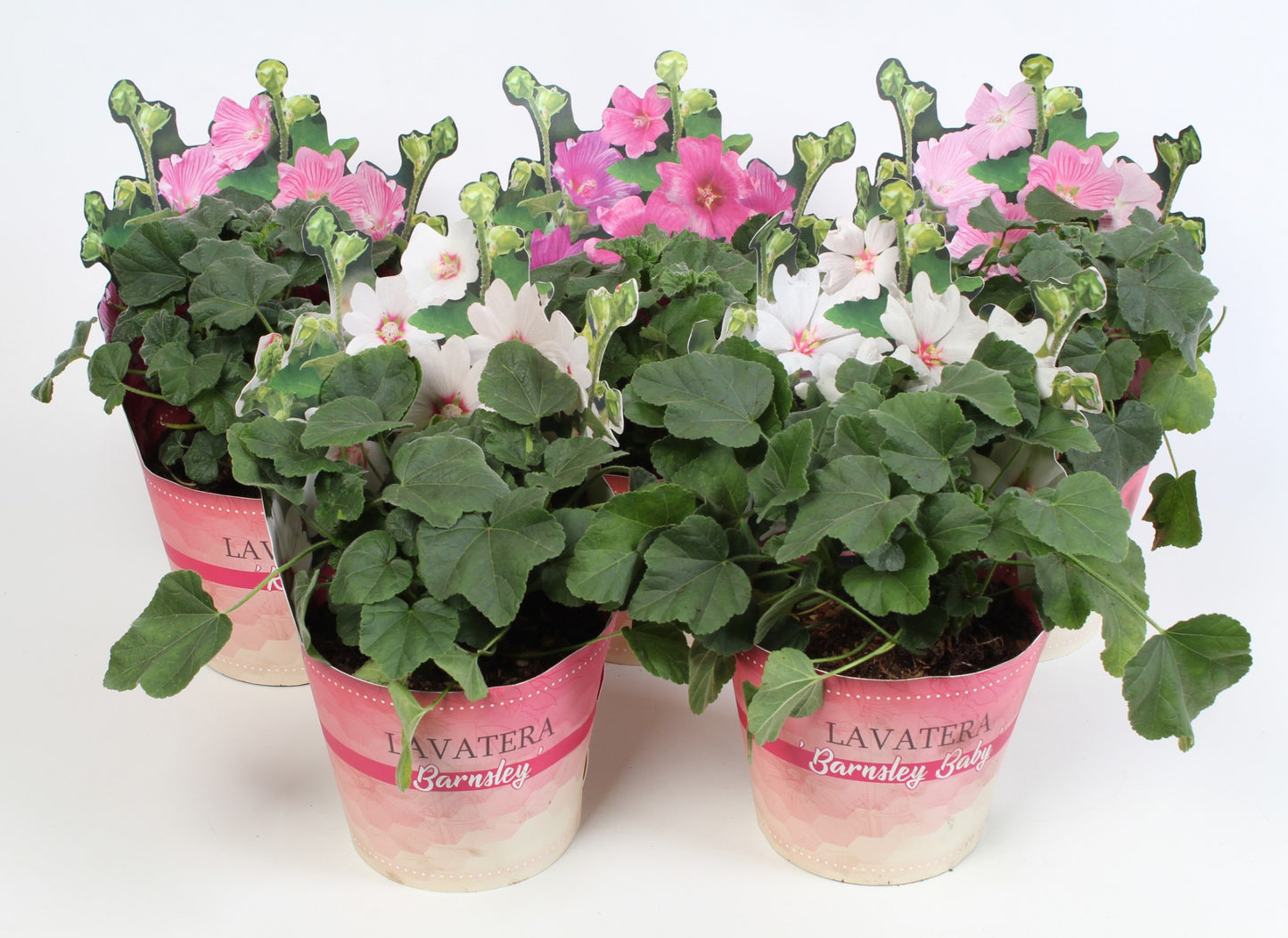 Lavatera mix 50cm 17cm Pot