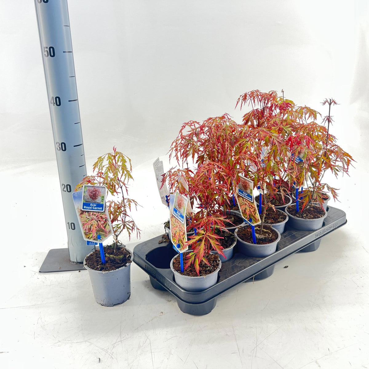 Acer palmatum 30cm 10.5cm Pot