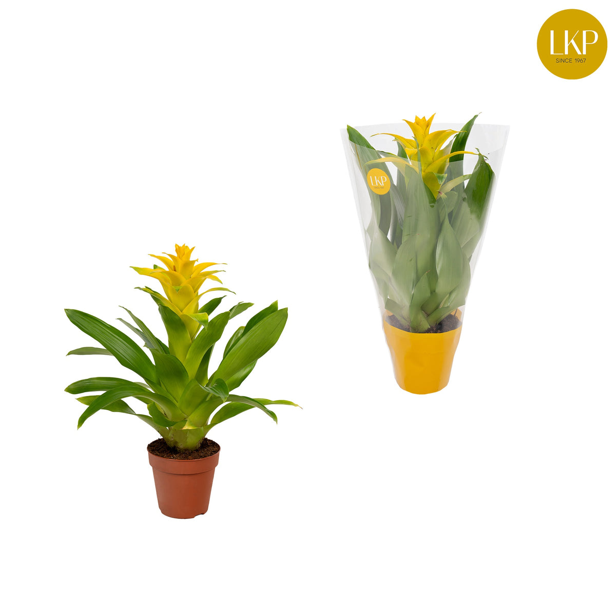 Guzmania Diana 30cm 10.5cm Pot