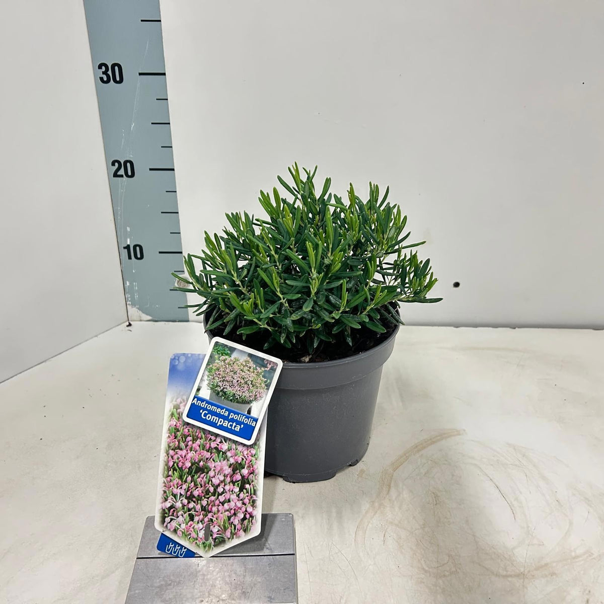 Andromeda Compacta 20cm 17cm Pot