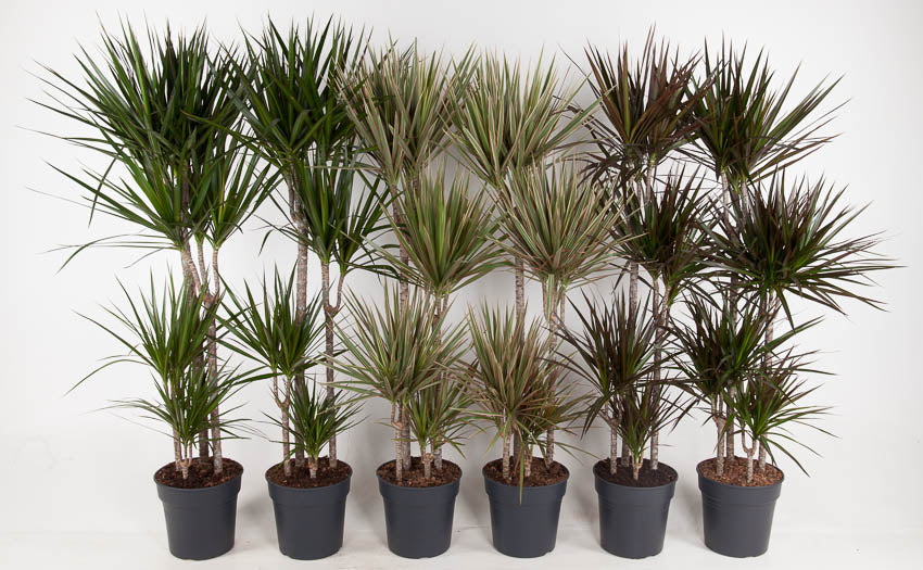 Dracaena mix 150cm 27cm Pot