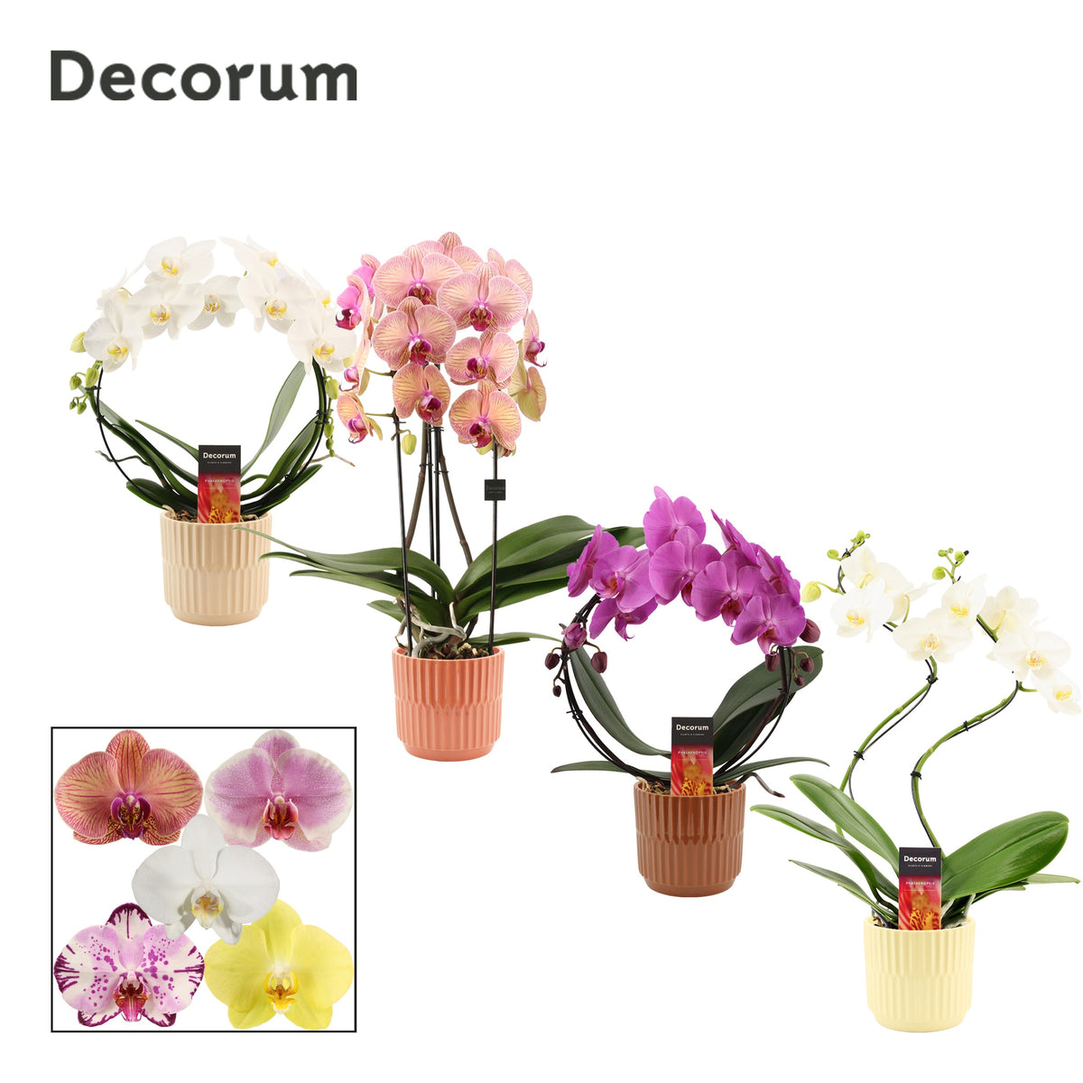 Phalaenopsis mix 45cm 12cm Pot