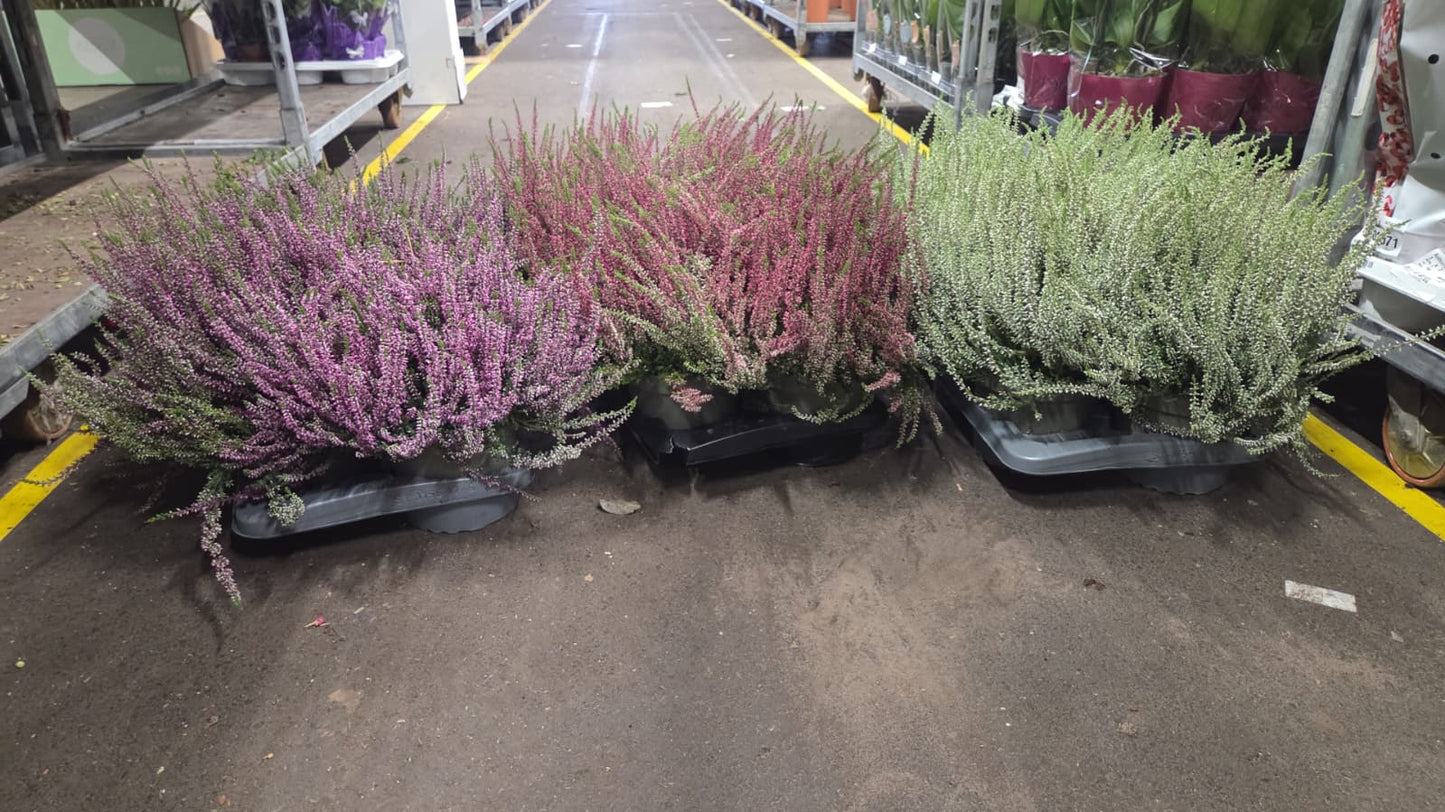 Calluna Garden Girls mix 32cm 17cm Pot