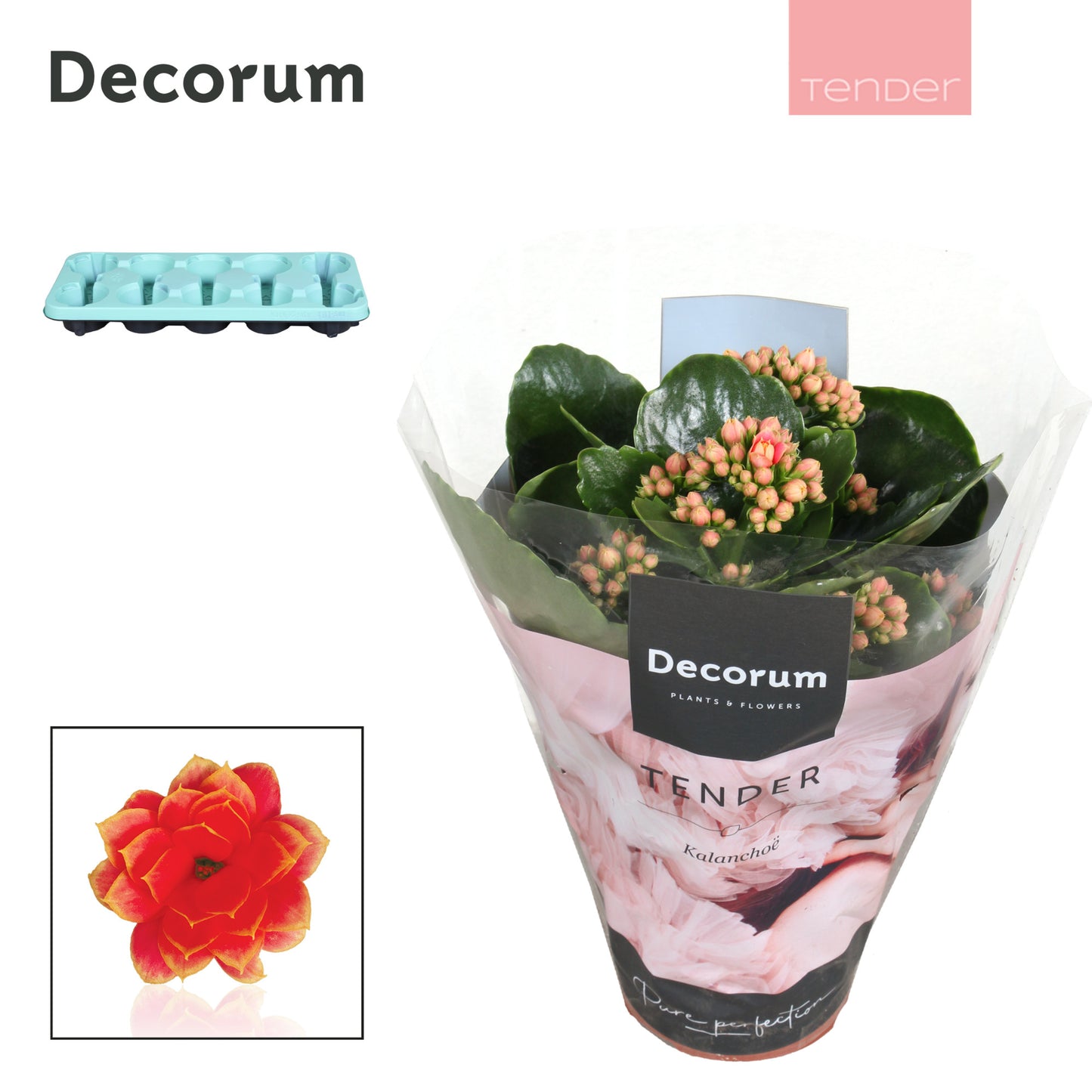 Kalanchoe Serenity Coral 23cm 510cm Pot
