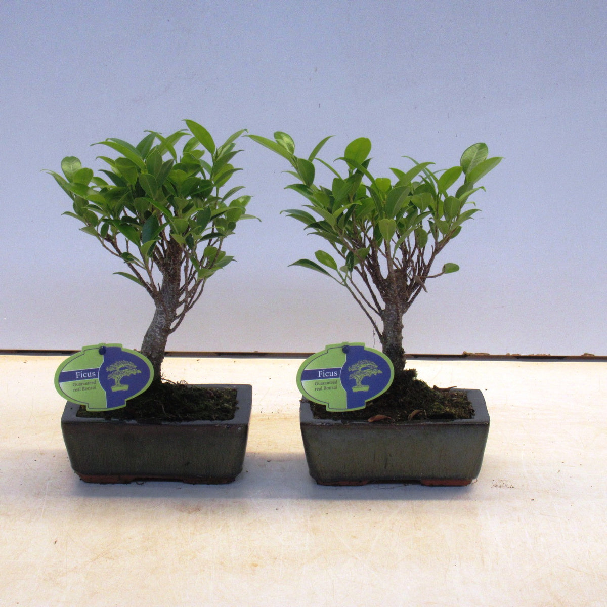 Bonsai Mix 25cm 15cm Pot