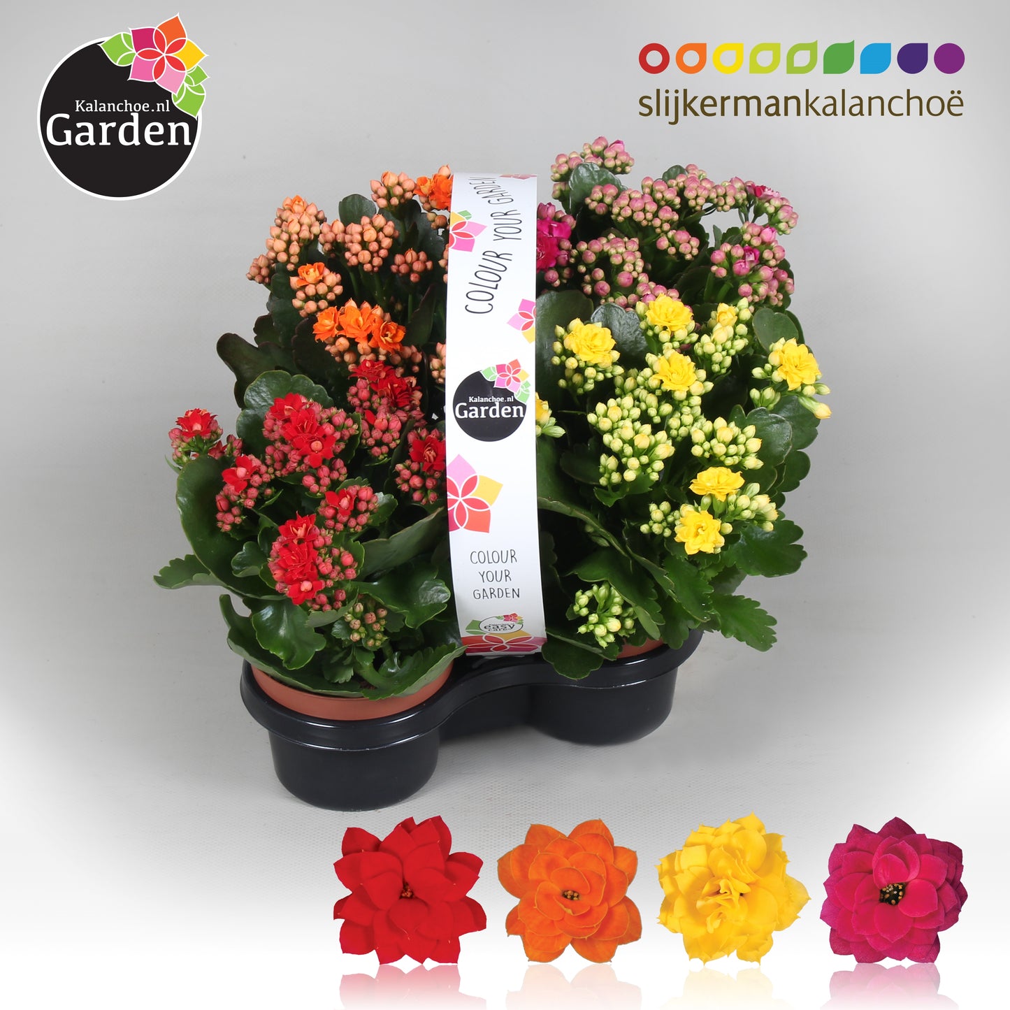 Kalanchoe gevuldbloemig 23cm 25cm Pot