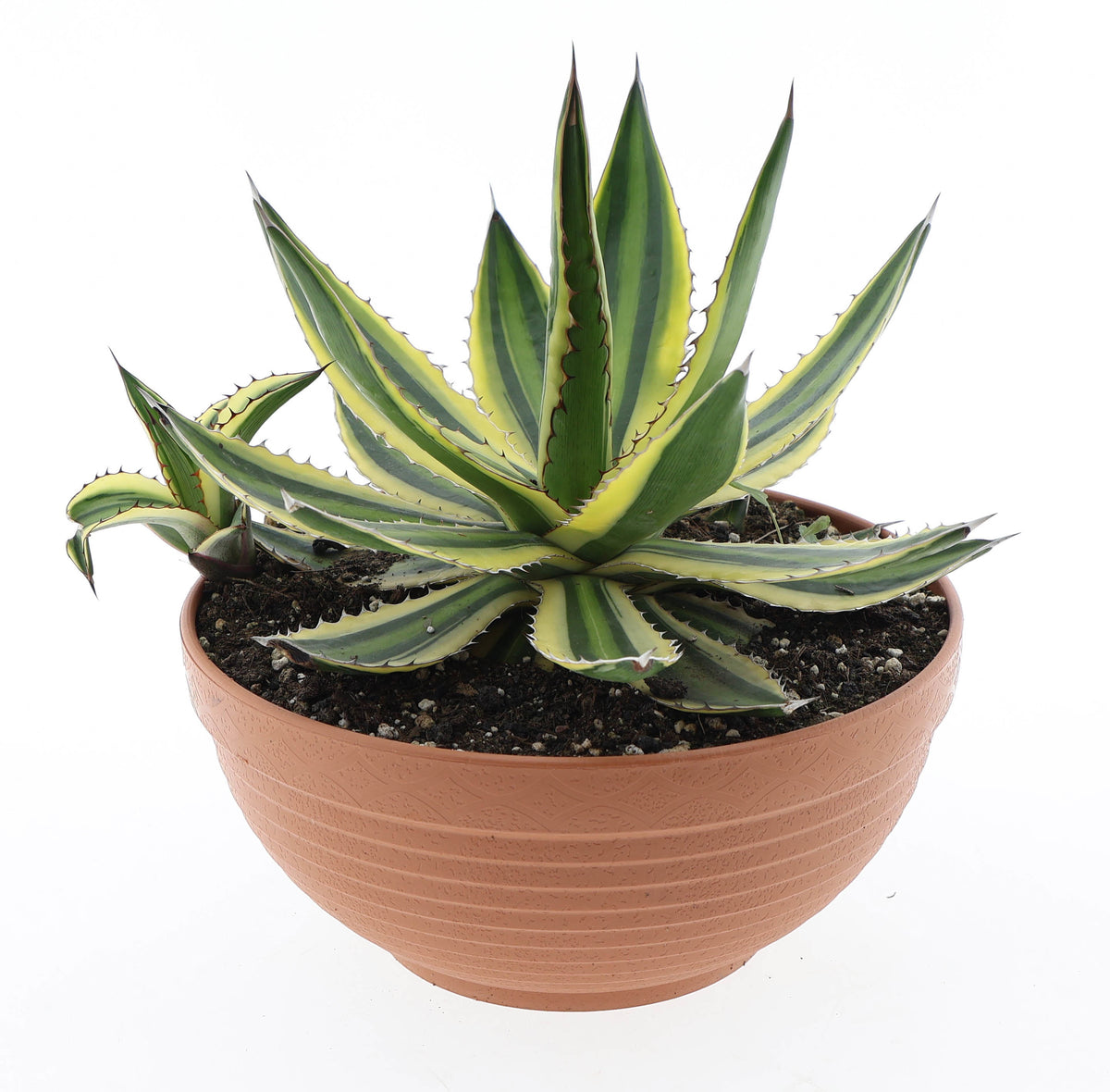 Agave lophantha 20cm 23cm Pot