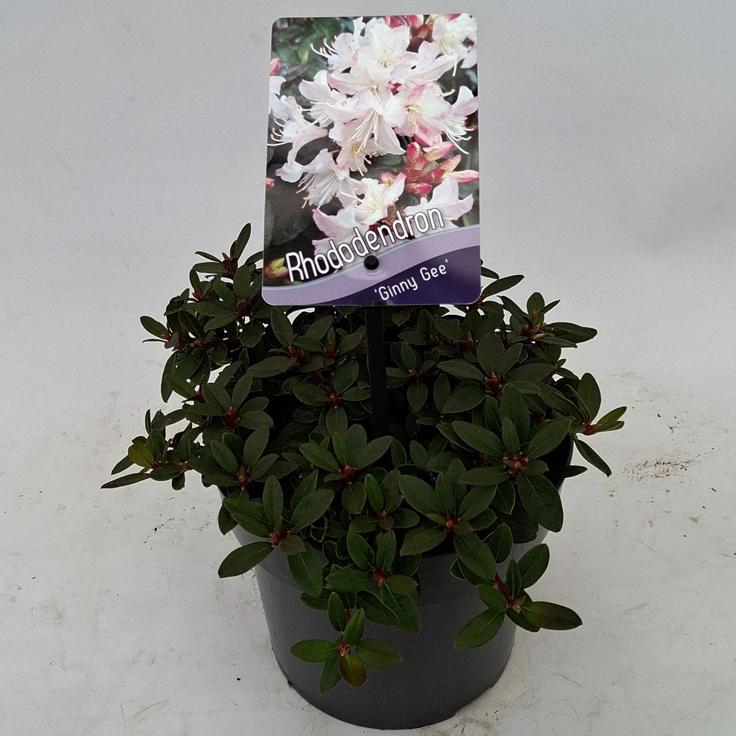 Rhododendron Dwarf varieties 20cm 17cm Pot