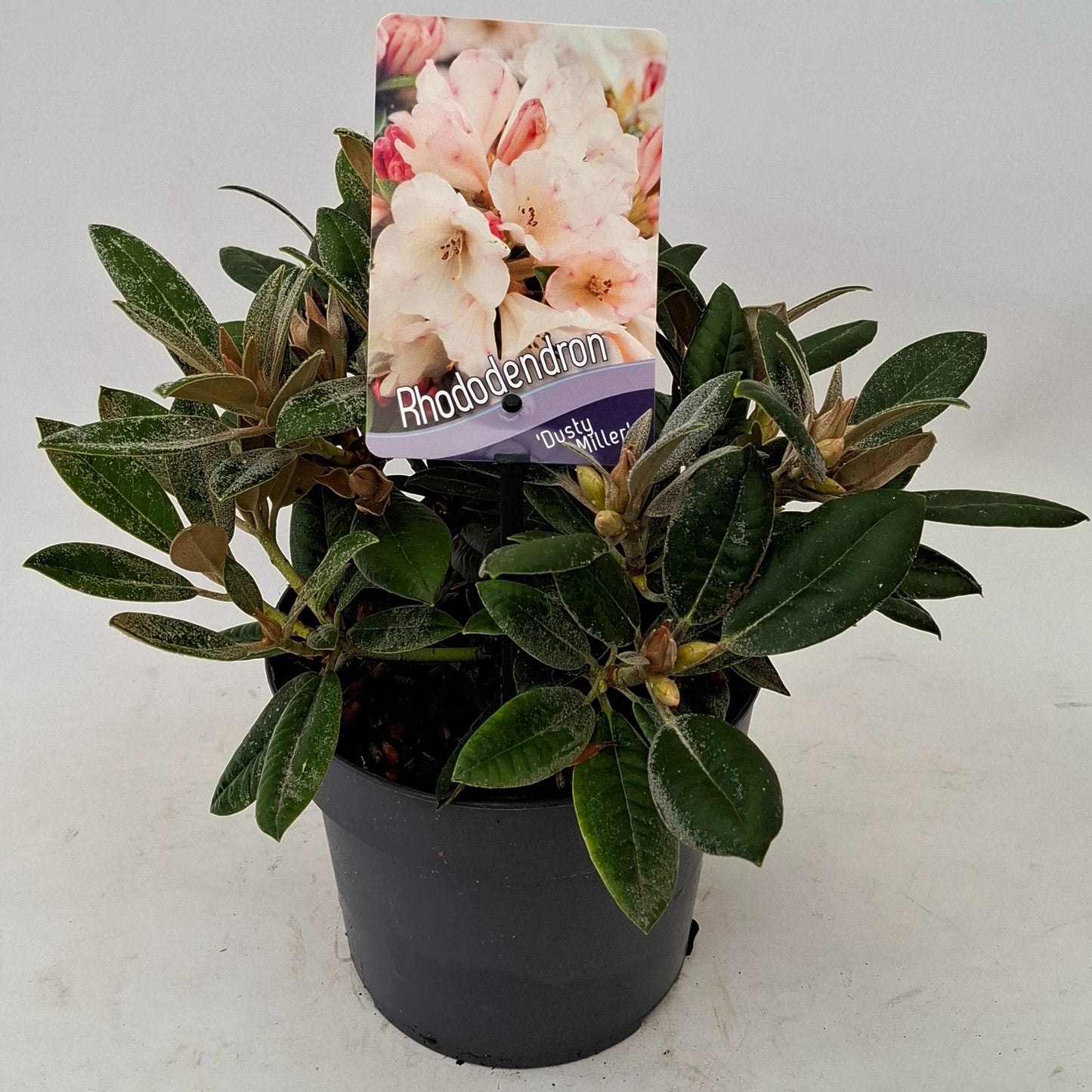 Rhododendron Dusty Miller 20cm 17cm Pot