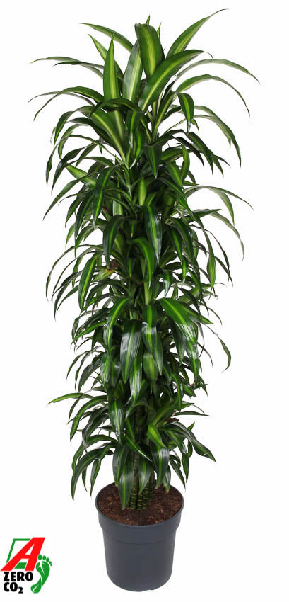 Dracaena fragrans Hawaiian Sunshine 170cm 34cm Pot