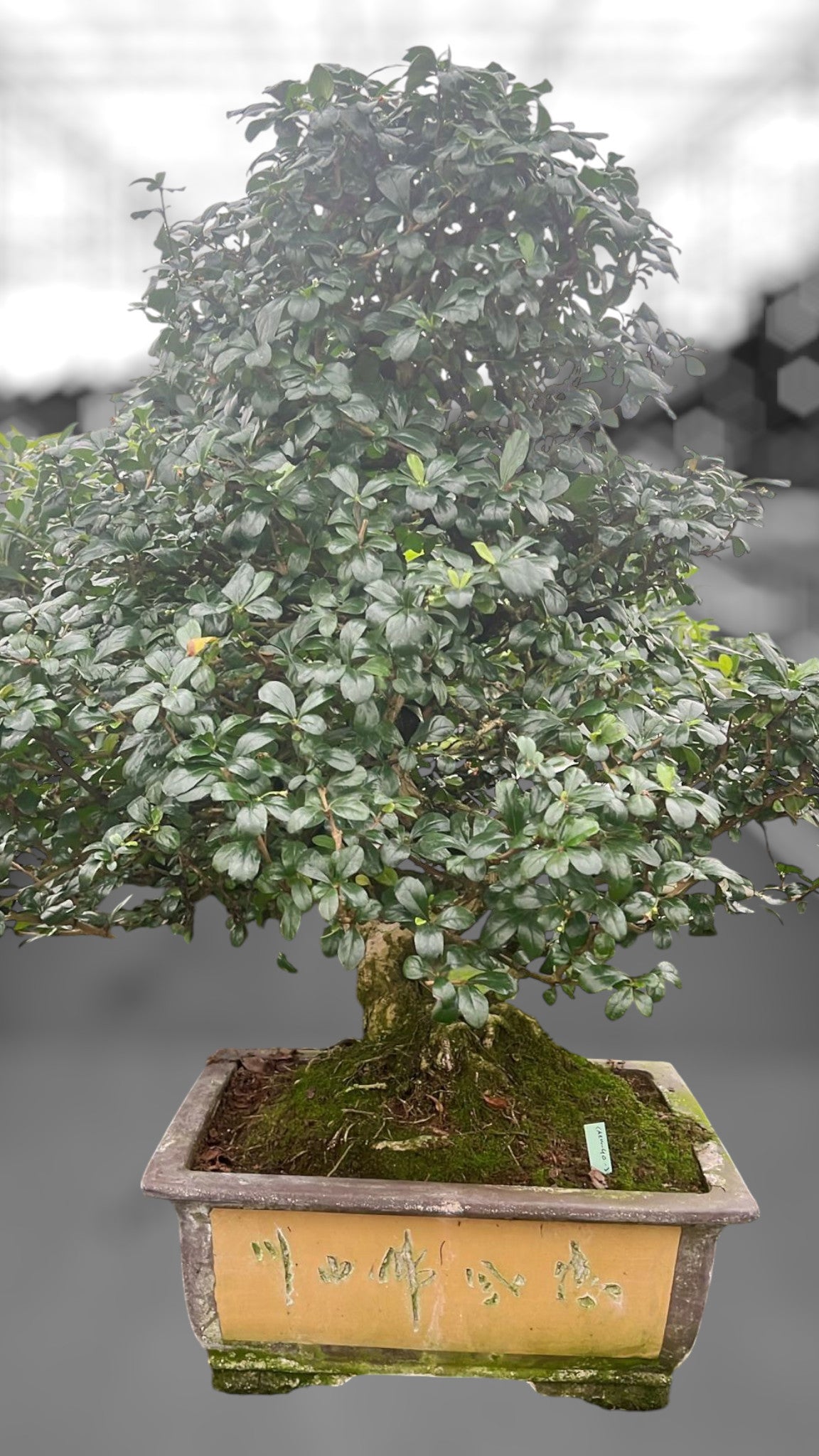 Carmona Bonsai 80cm 40cm Pot