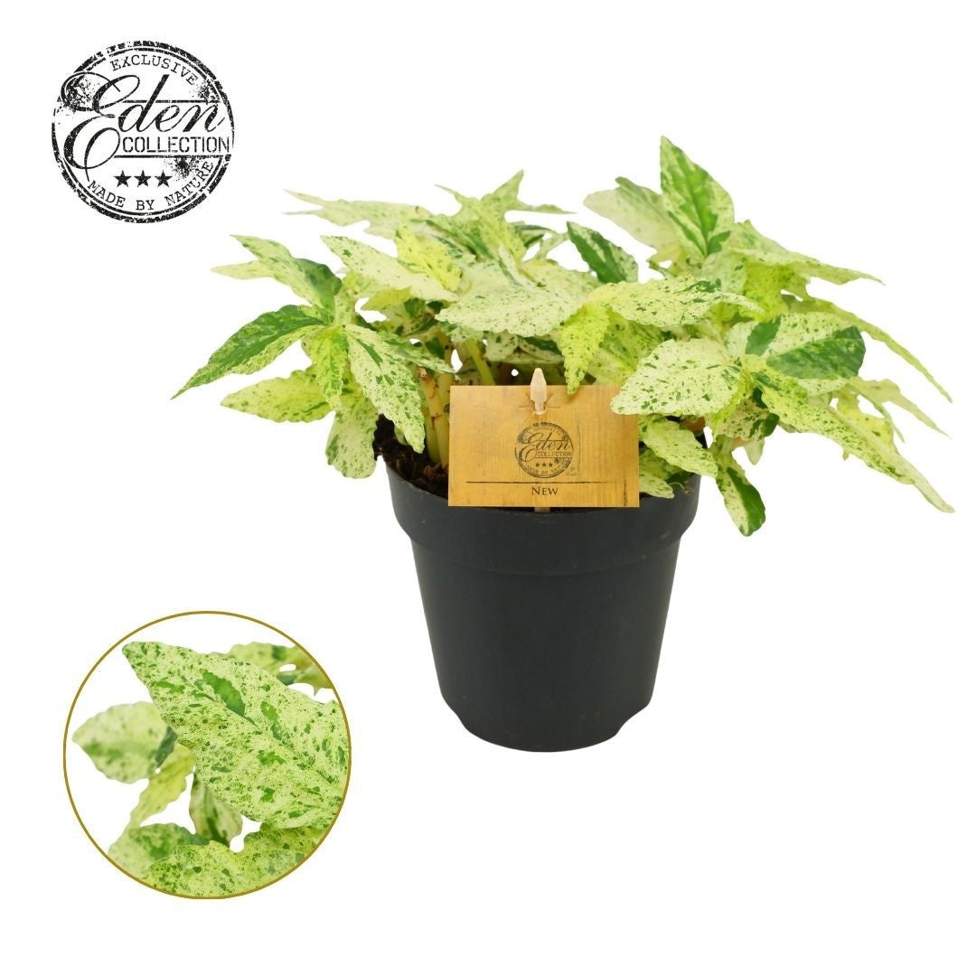 Pellionia repens Variegata 20cm 12cm Pot