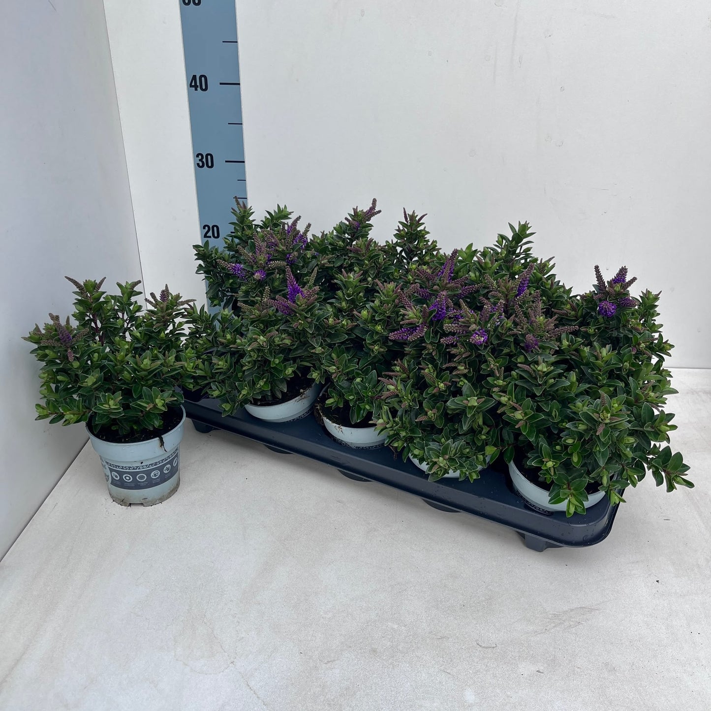 Hebe All Blooms purple 25cm 510cm Pot