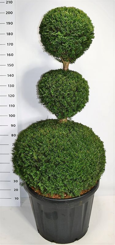 Taxus baccata 220cm 65cm Pot