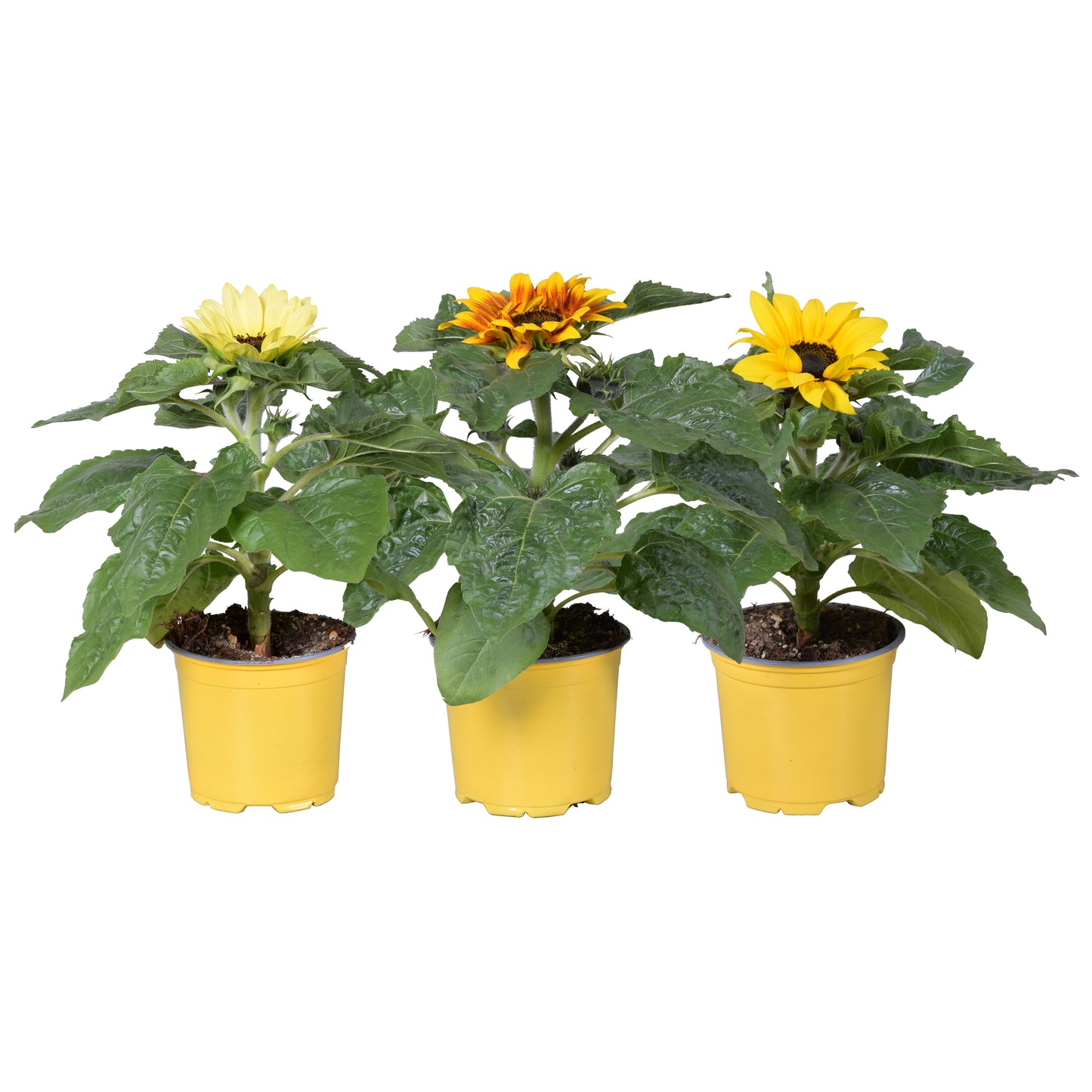 Helianthus Sunsation gemengd 30cm 12cm Pot