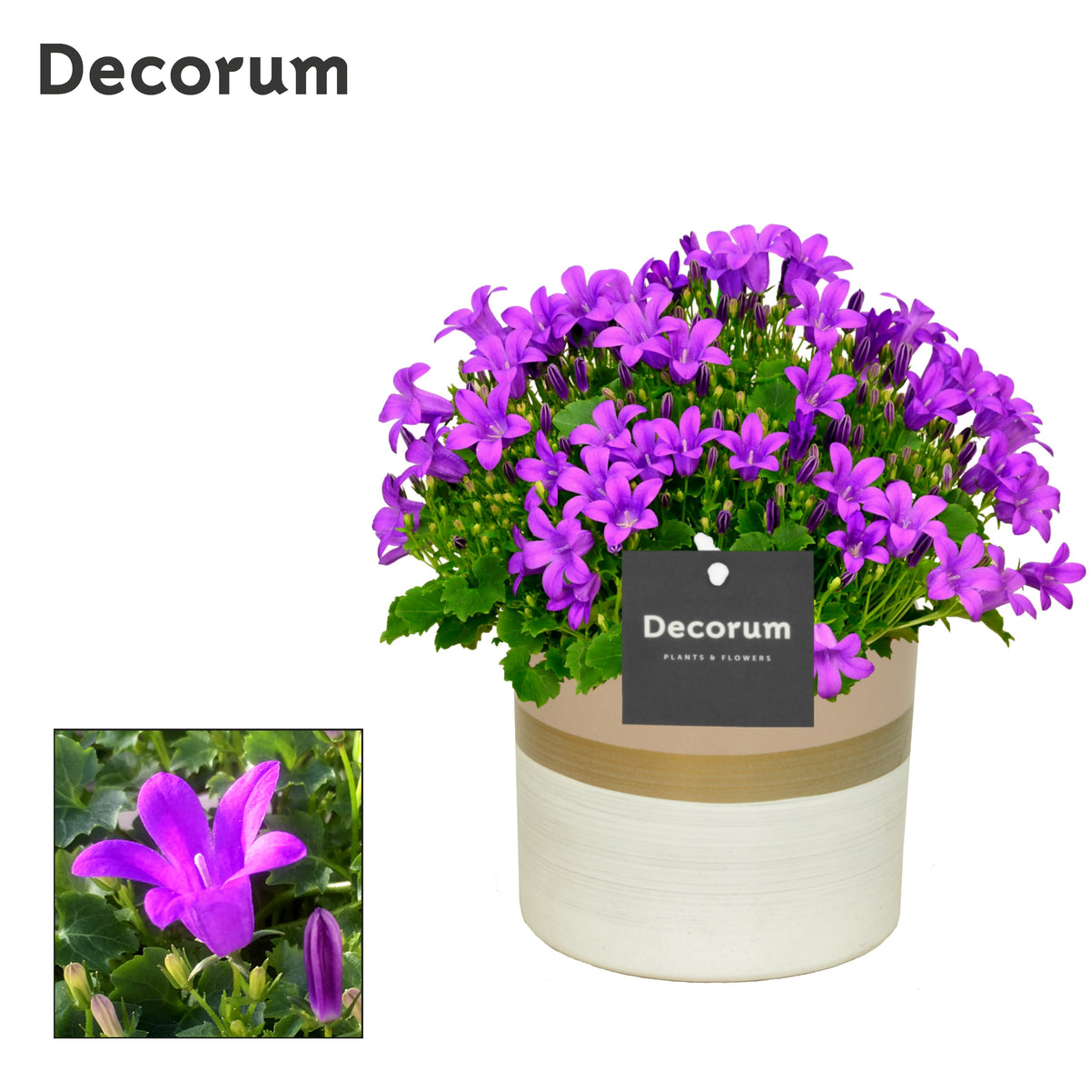Campanula Porto 22cm 14cm Pot