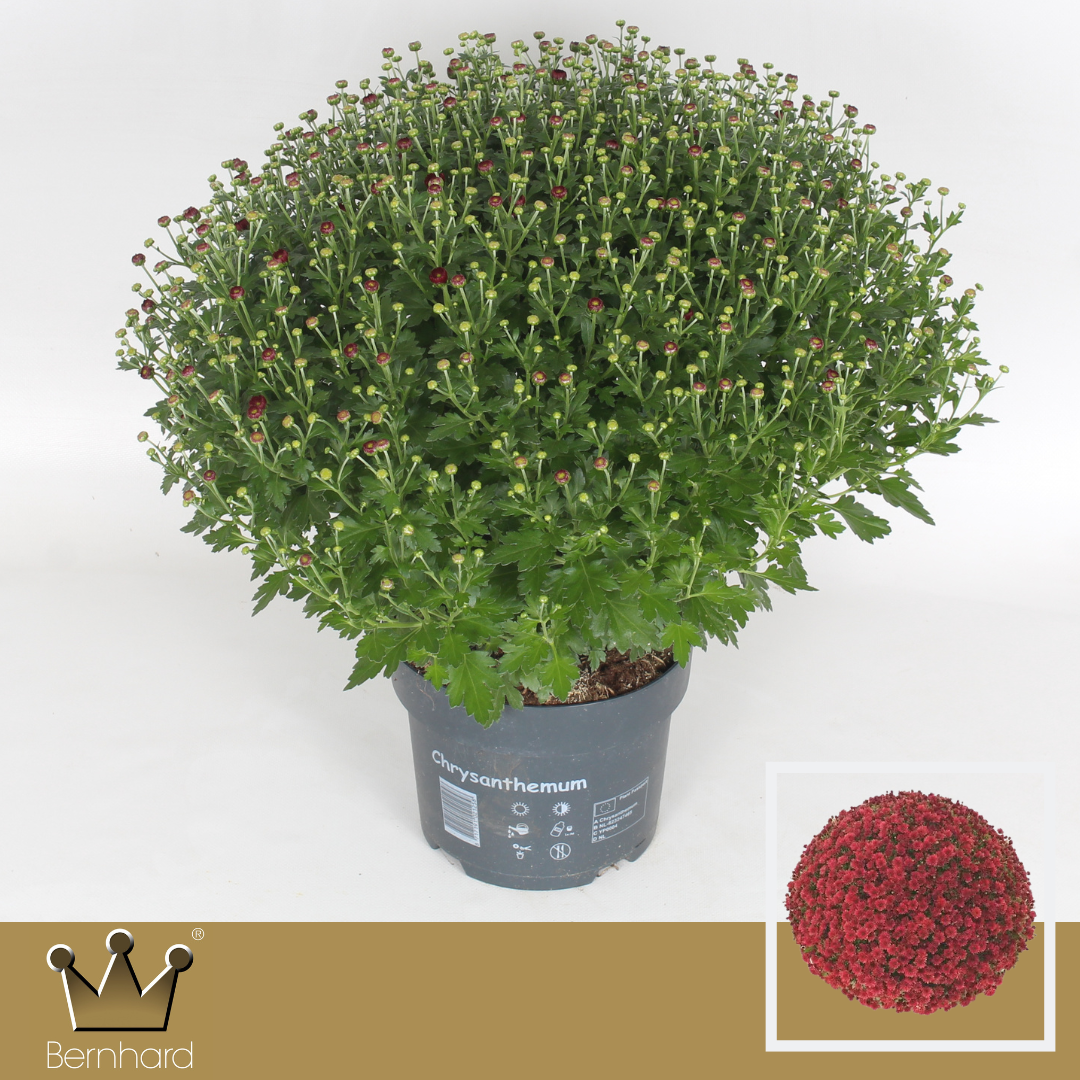 Chrysanthemum Jasoda Red 40cm 19cm Pot