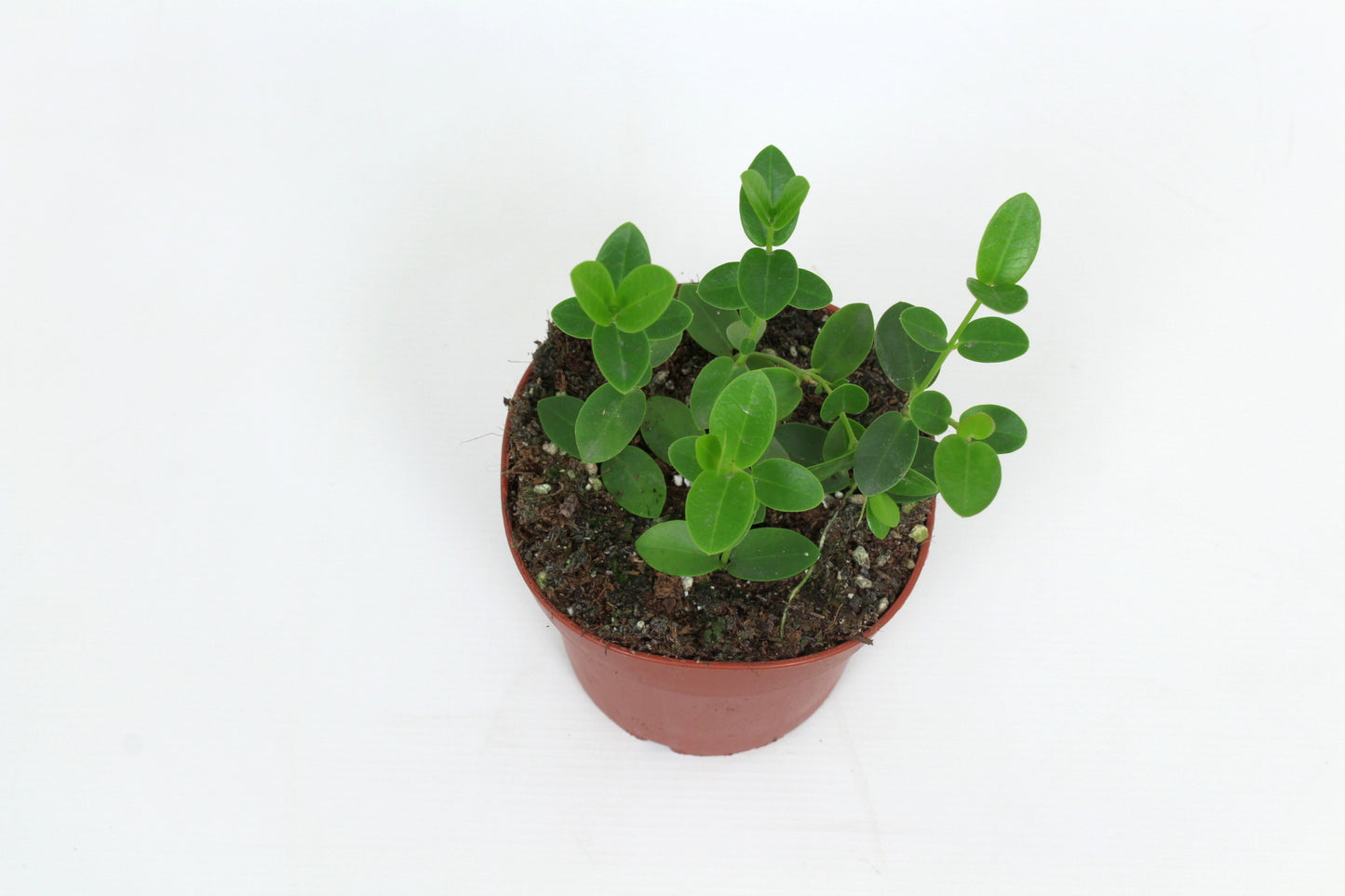 Hoya cumingiana 15cm 12cm Pot