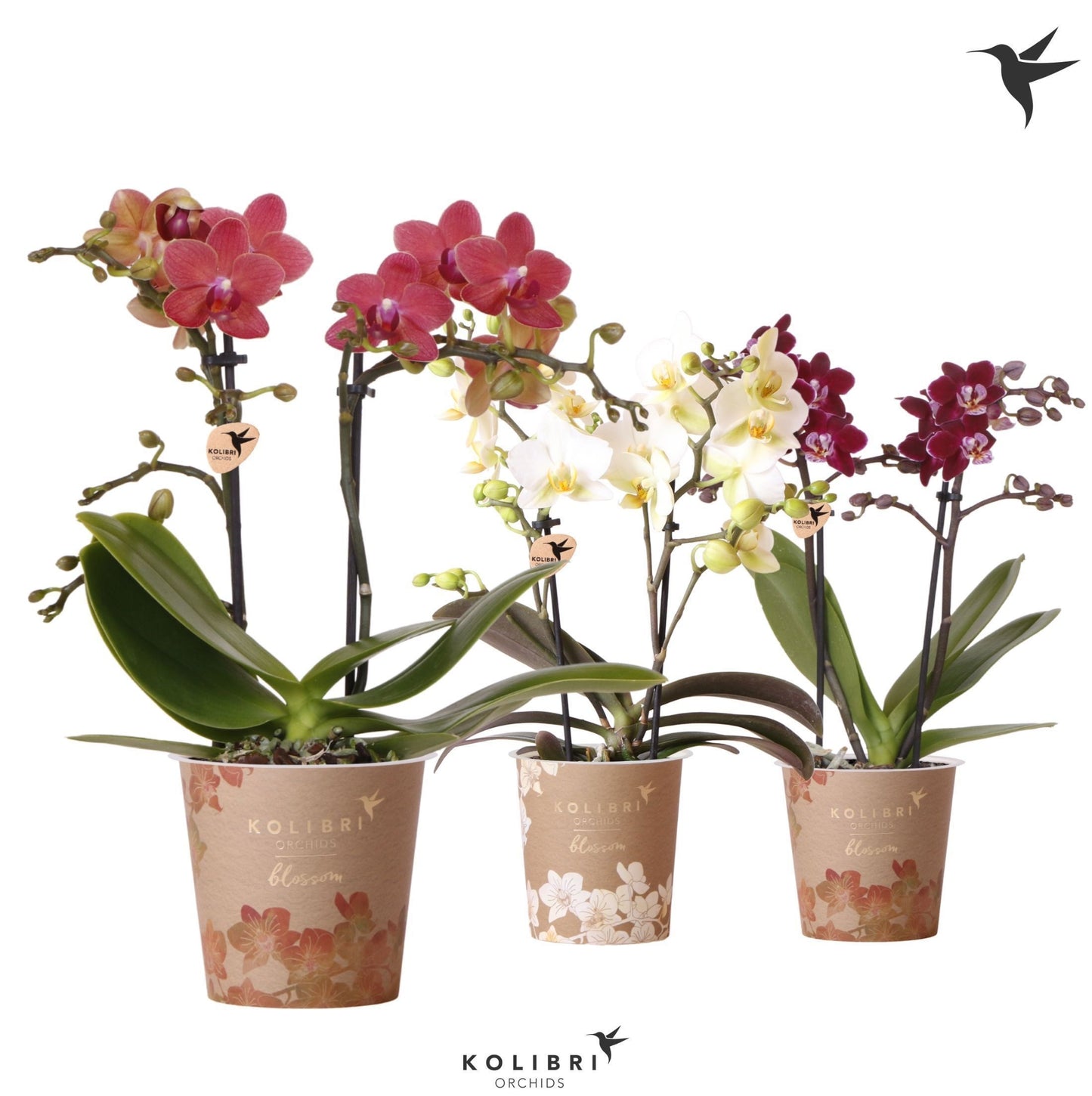 OK Plant Phal. mf. Kolibri mix Pack of 12