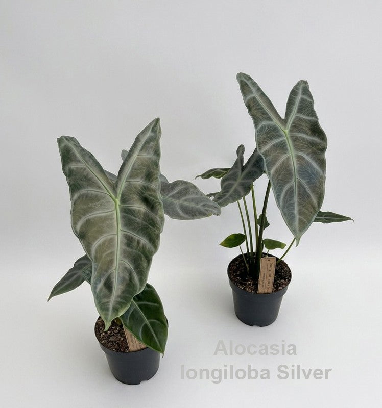Alocasia amazonica 50cm 14cm Pot