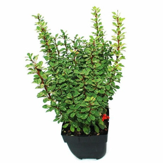 Berberis overig 55cm 17cm Pot