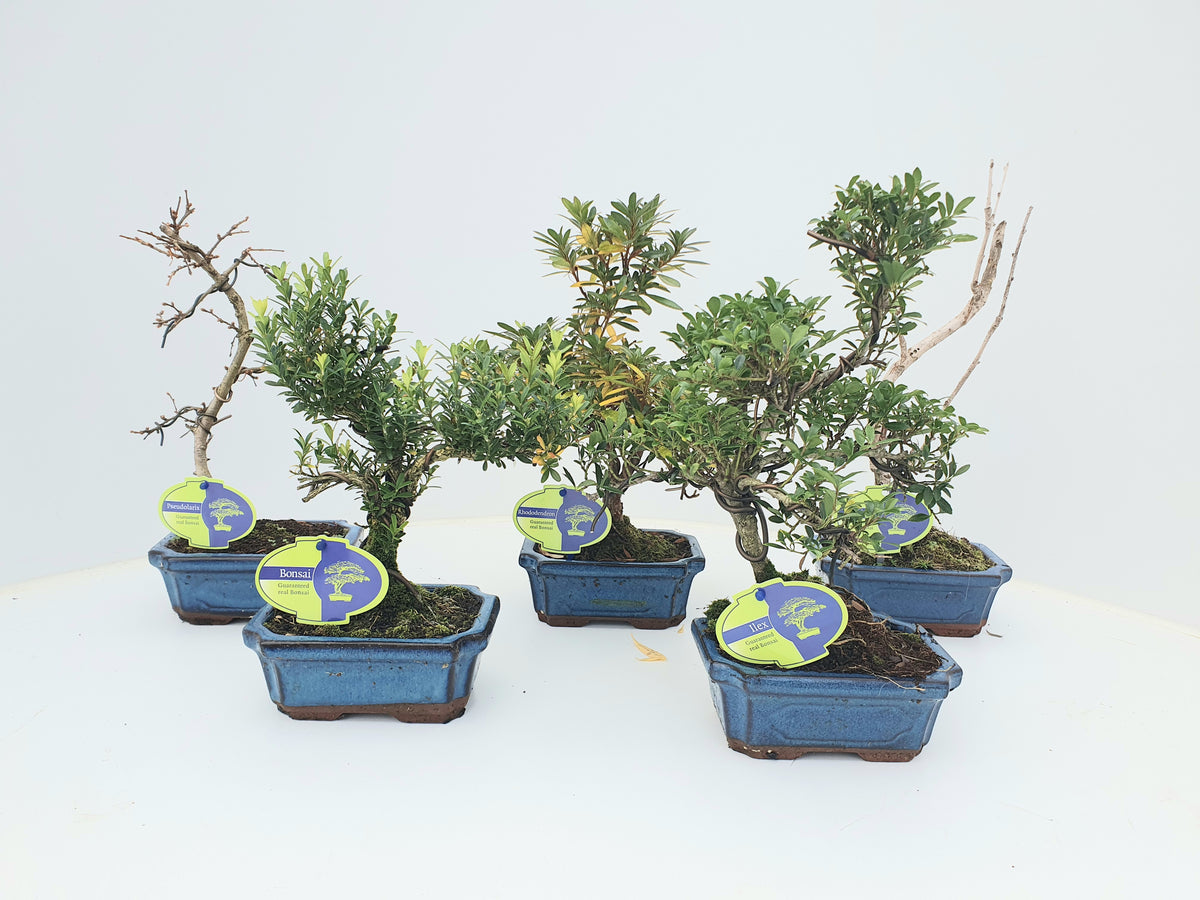 Bonsai mix (outdoor) 30cm 15cm Pot