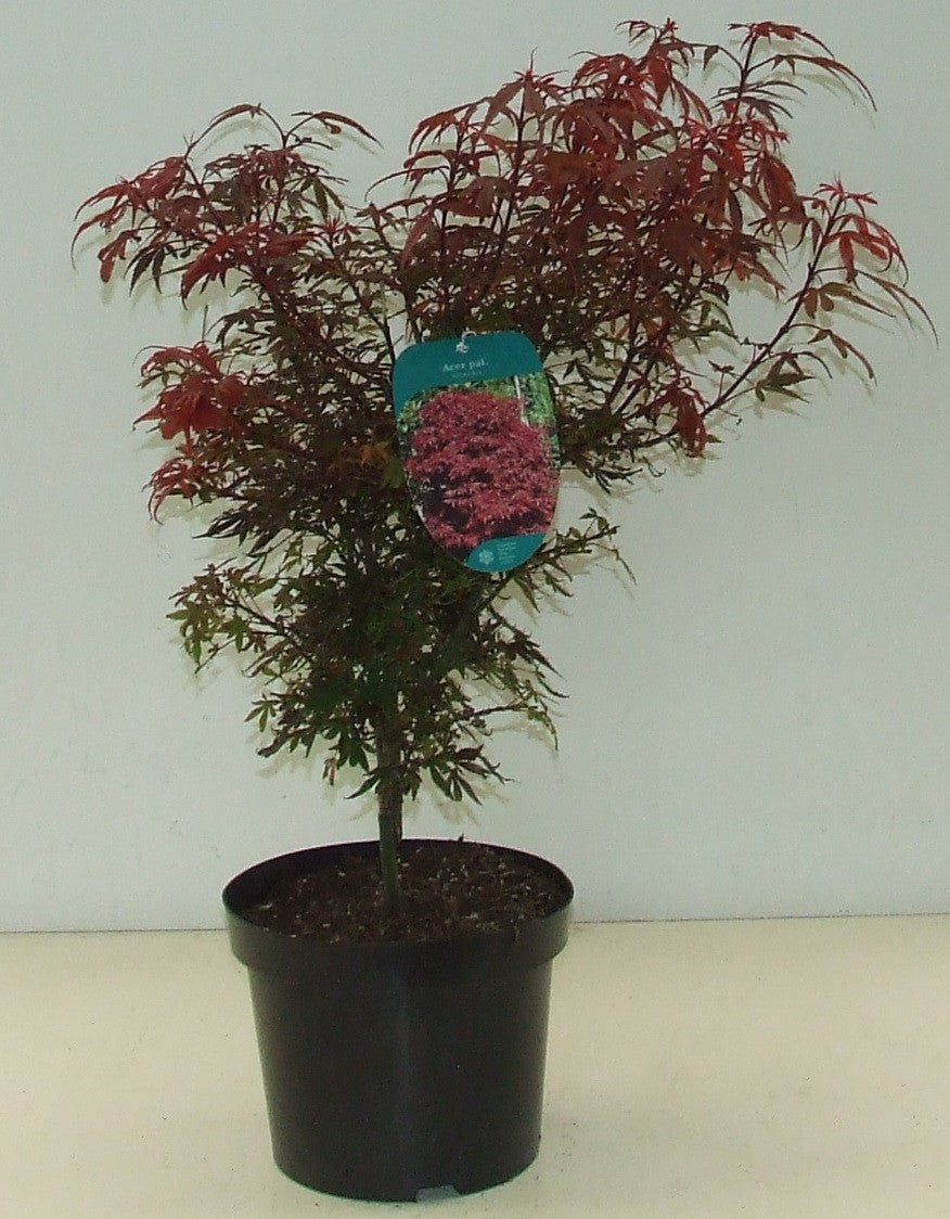 Acer Shaina 70cm 23cm Pot