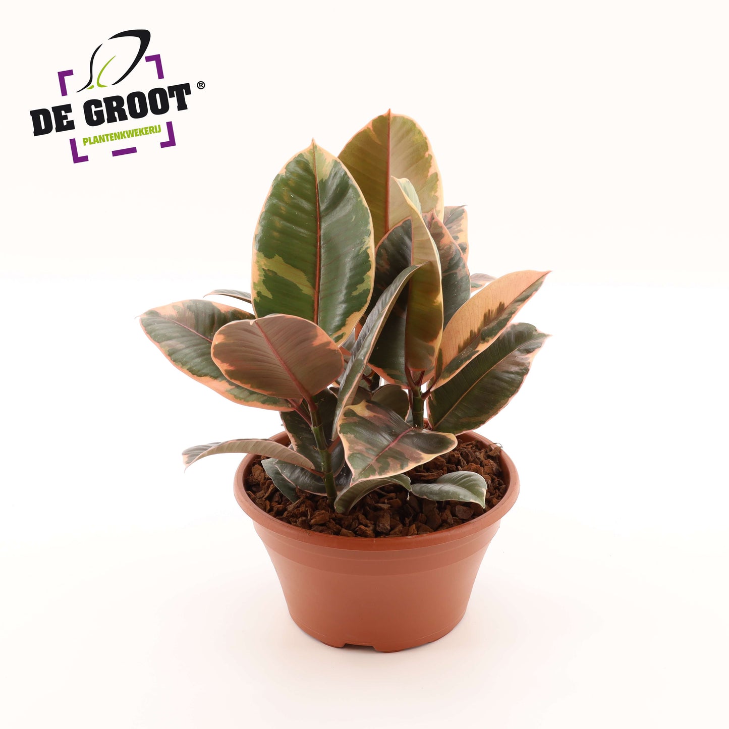 Ficus Belize 35cm 23cm Pot