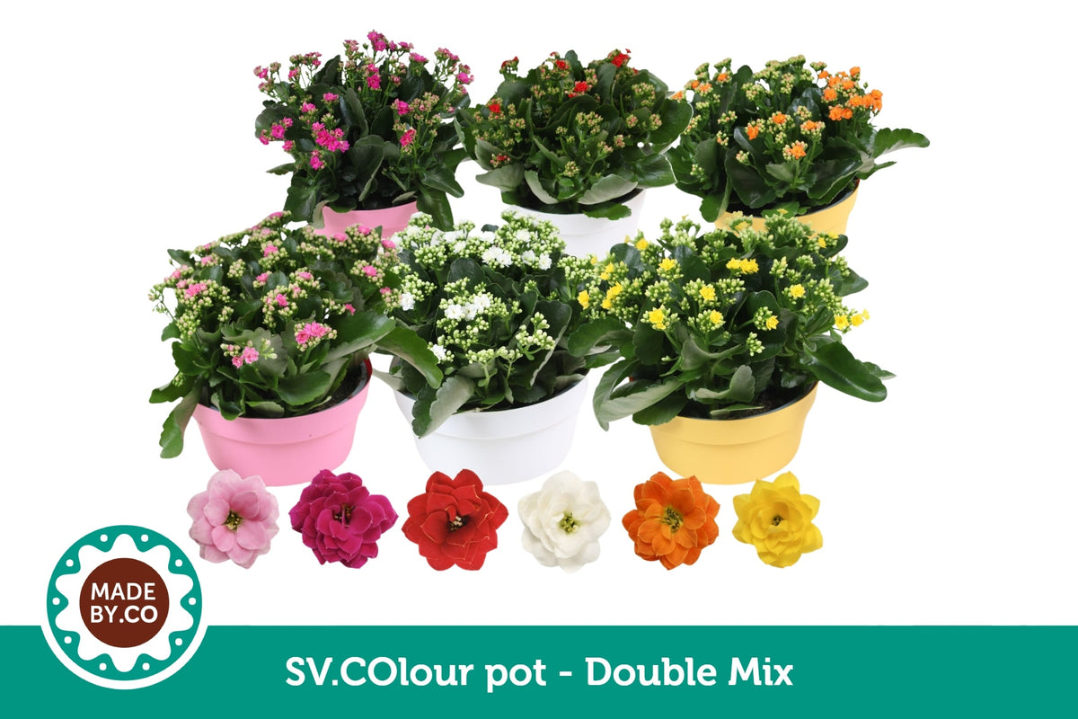 Kalanchoe mix 27cm 23cm Pot
