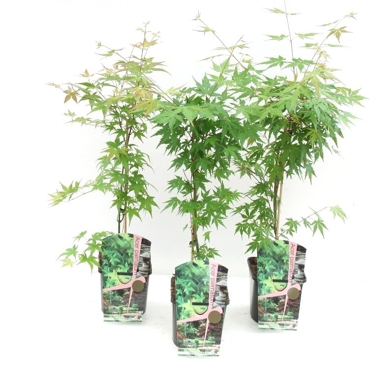 Acer palmatum 60cm 19cm Pot
