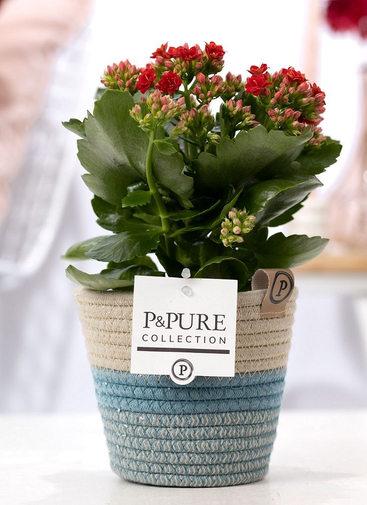 Kalanchoe Rosalina Amador Red 27cm 12cm Pot